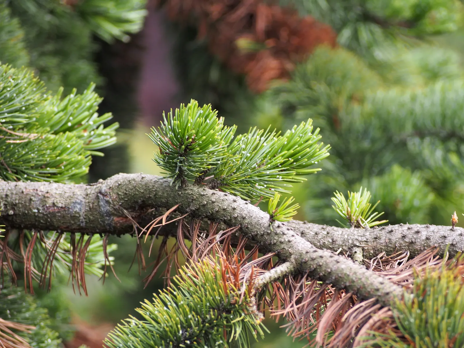Bristlecone Pine (Pinus Aristata) — as its twisted and gnarled branches give it a unique; use this tree to add texture