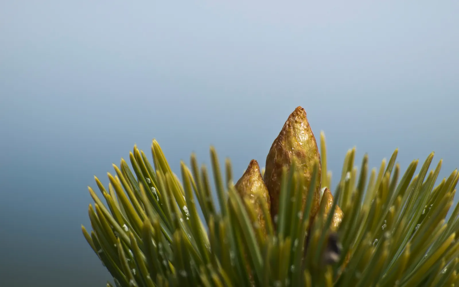 Bristlecone Pine (Pinus Aristata) — The Bristlecone Pine (Pinus aristata), a long-lived conifer, thrives in the harsh conditions of high altitudes, image 70