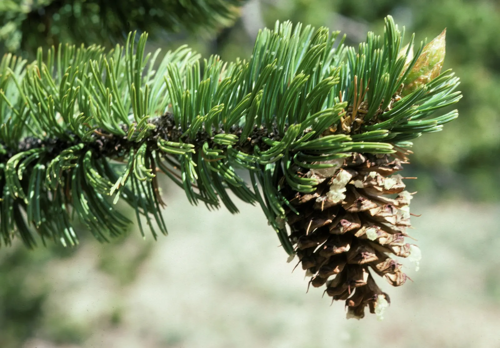Bristlecone Pine (Pinus Aristata) — conifer / shrub for full; remember that it thrives under full sun exposure and needs plenty of space to develop its unique