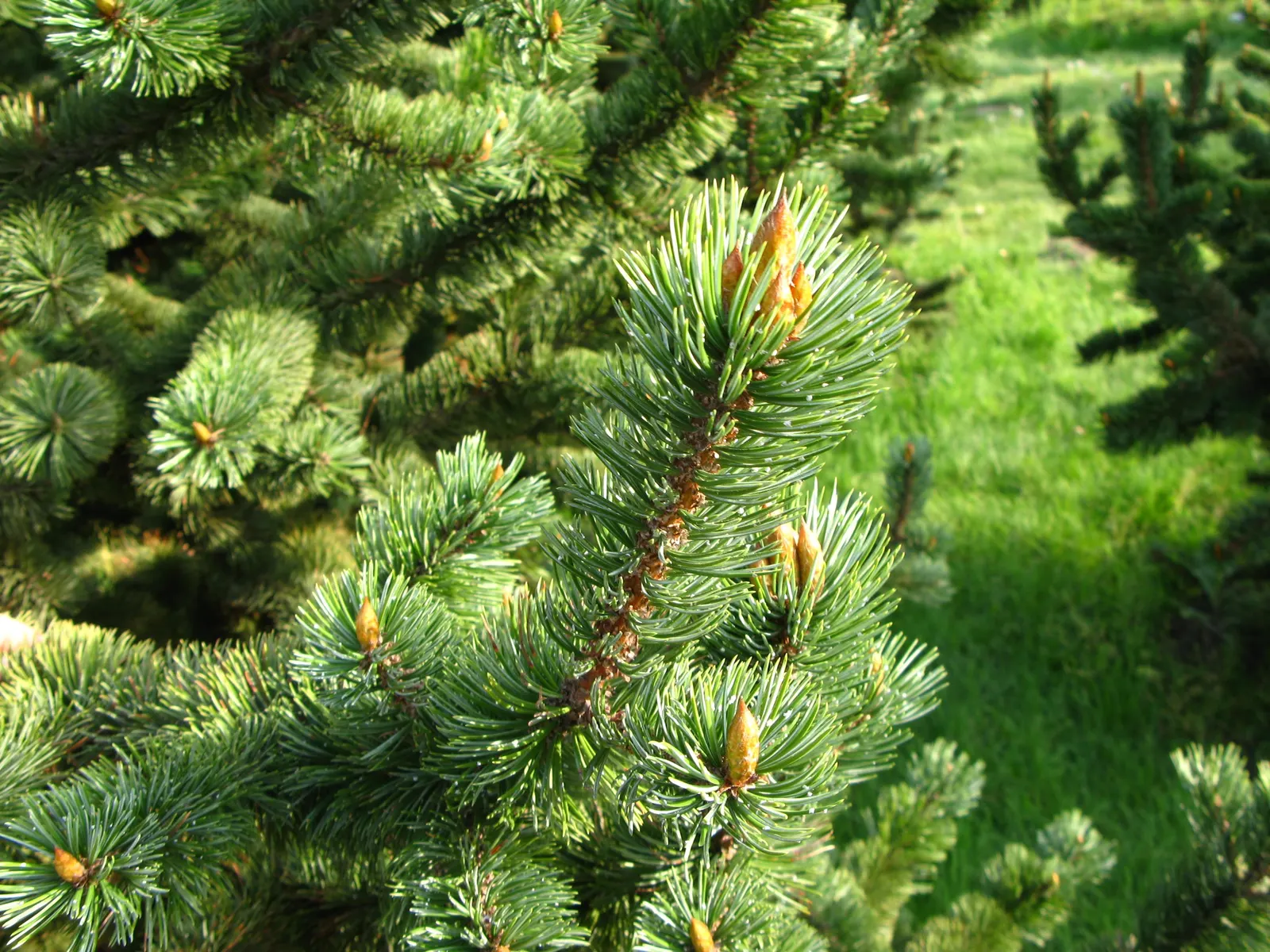 Bristlecone Pine (Pinus Aristata) — and a sense of history to garden spaces - a living testament to the enduring beauty of nature; and possess a deep green