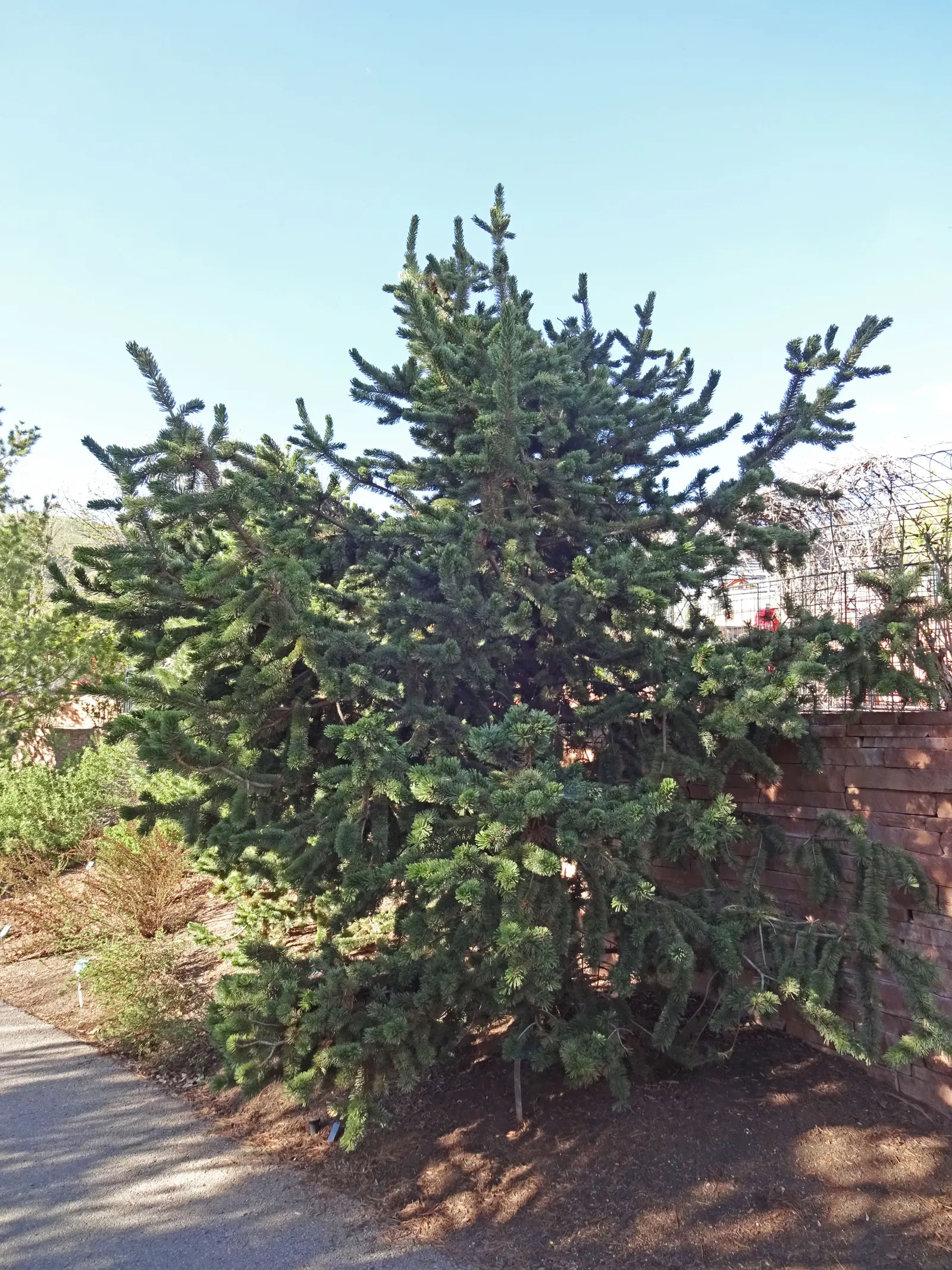 Bristlecone Pine (Pinus Aristata) — Known for its longevity and resilience