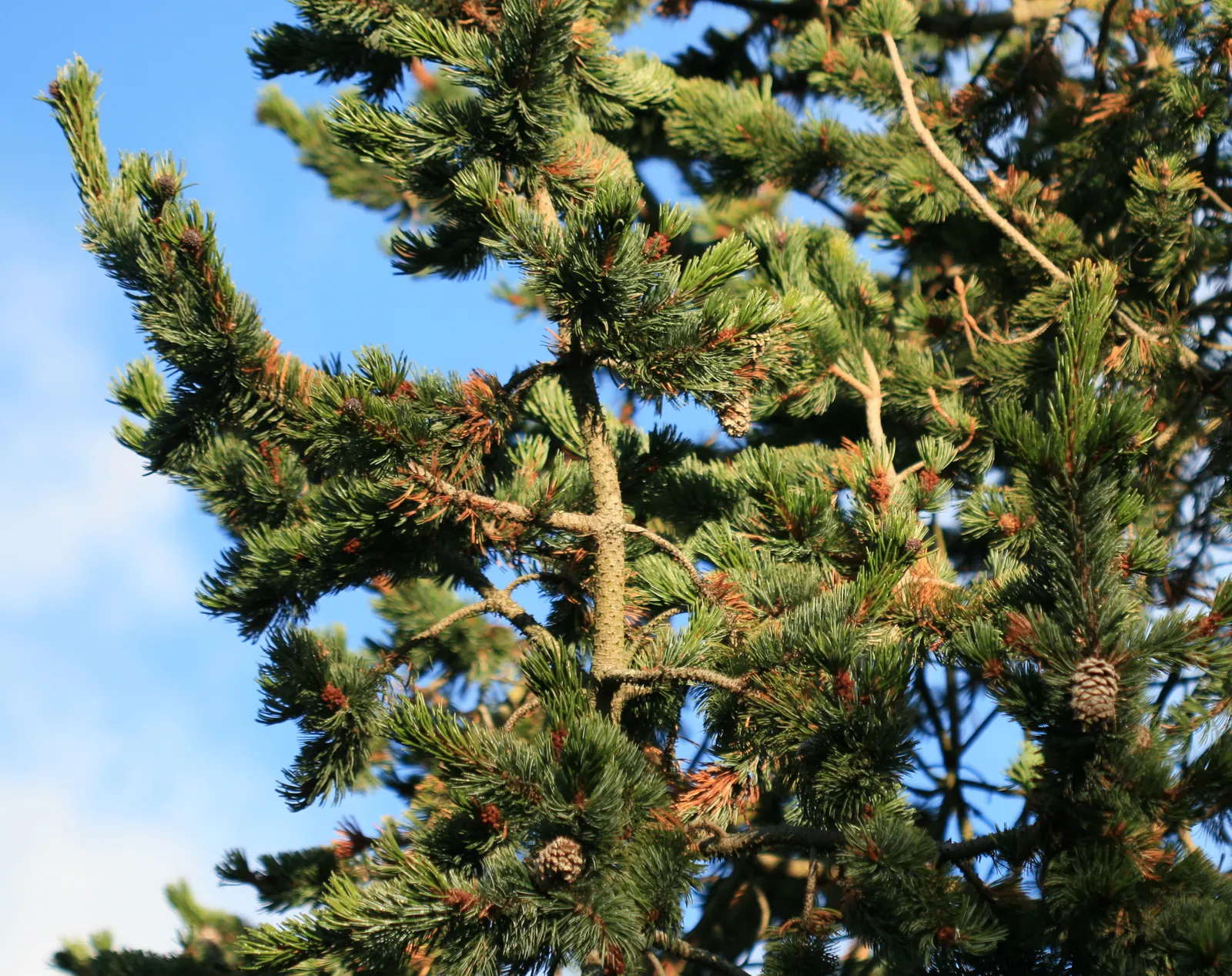 Bristlecone Pine (Pinus Aristata) — conifer / shrub for full; remember that it thrives under full sun exposure and needs plenty of space to develop, image 69