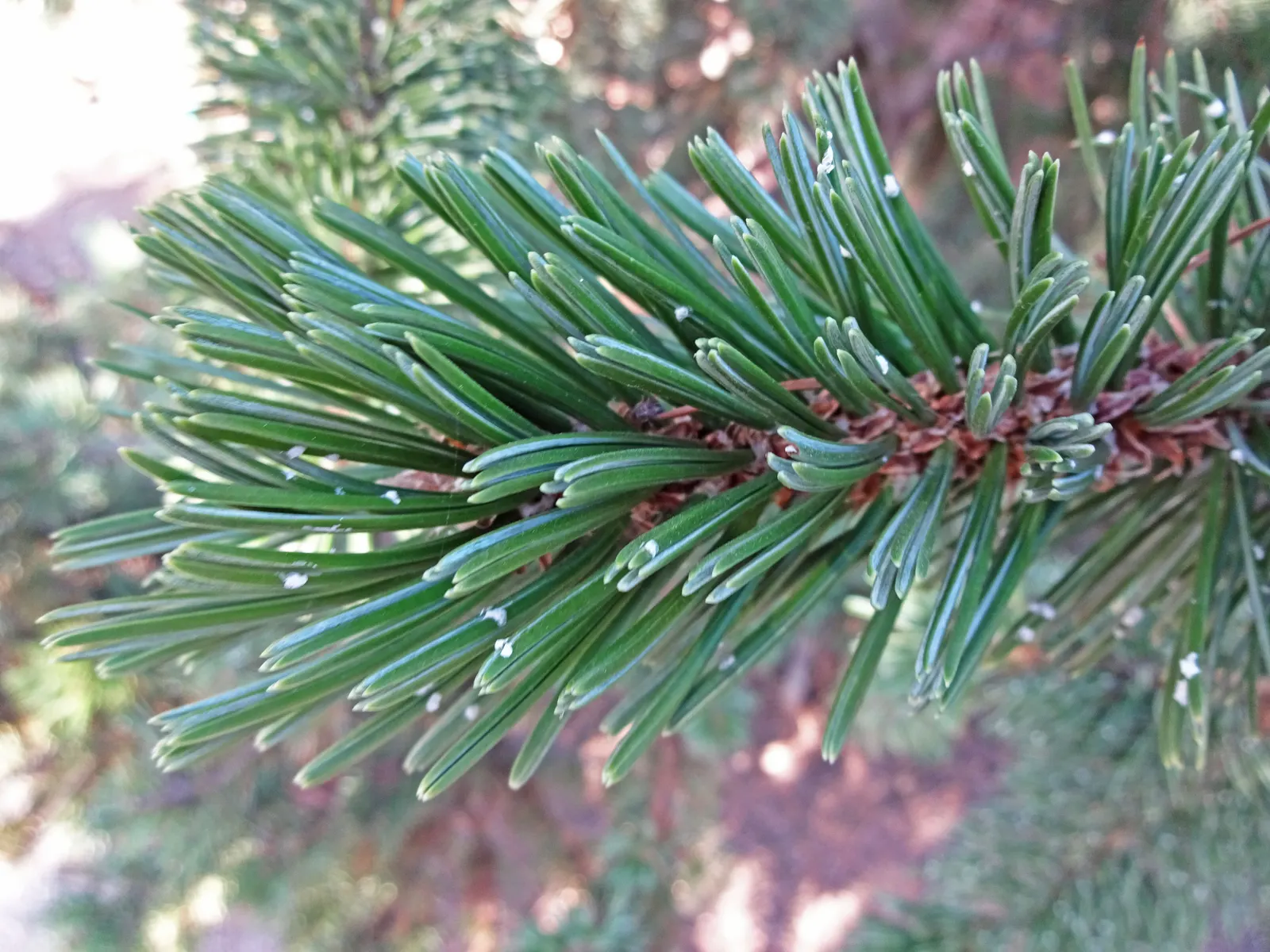 Bristlecone Pine (Pinus Aristata) — In designing with Pinus aristata; around 2 to 4 inches in length