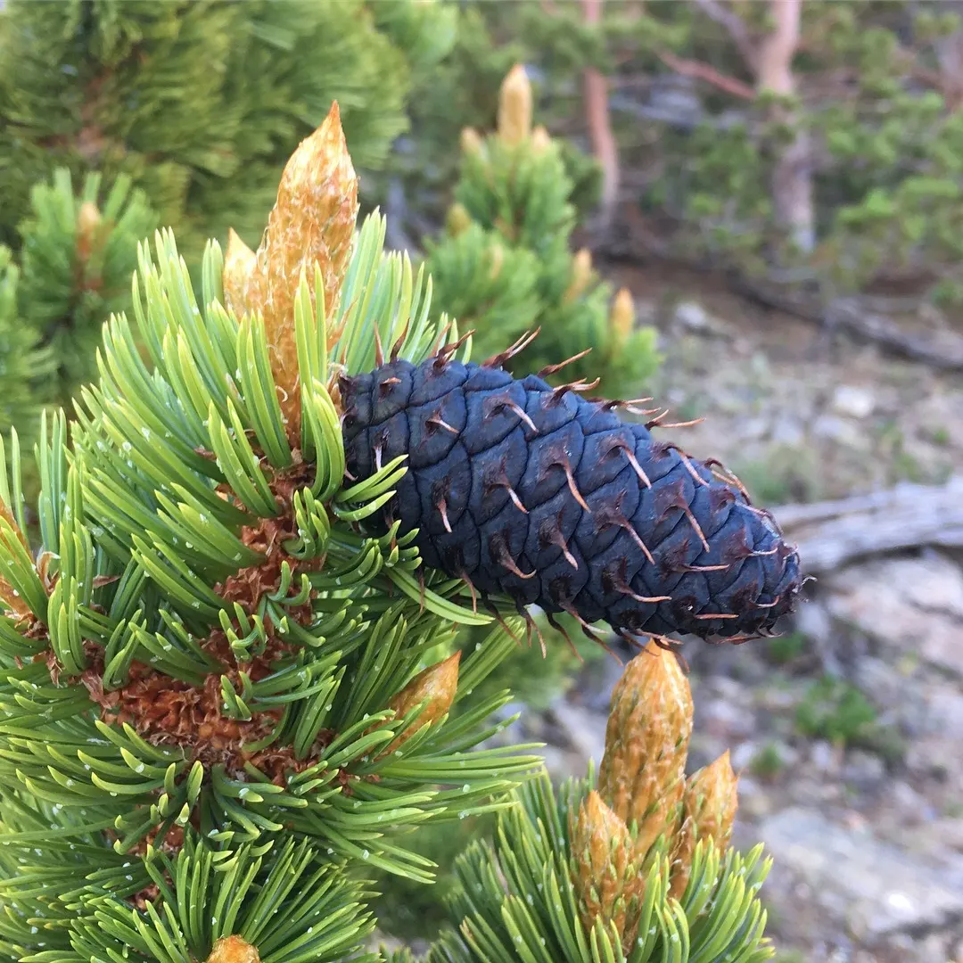 Bristlecone Pine (Pinus Aristata) — Reaching up to 20 feet in height; growing in clusters of five, image 48