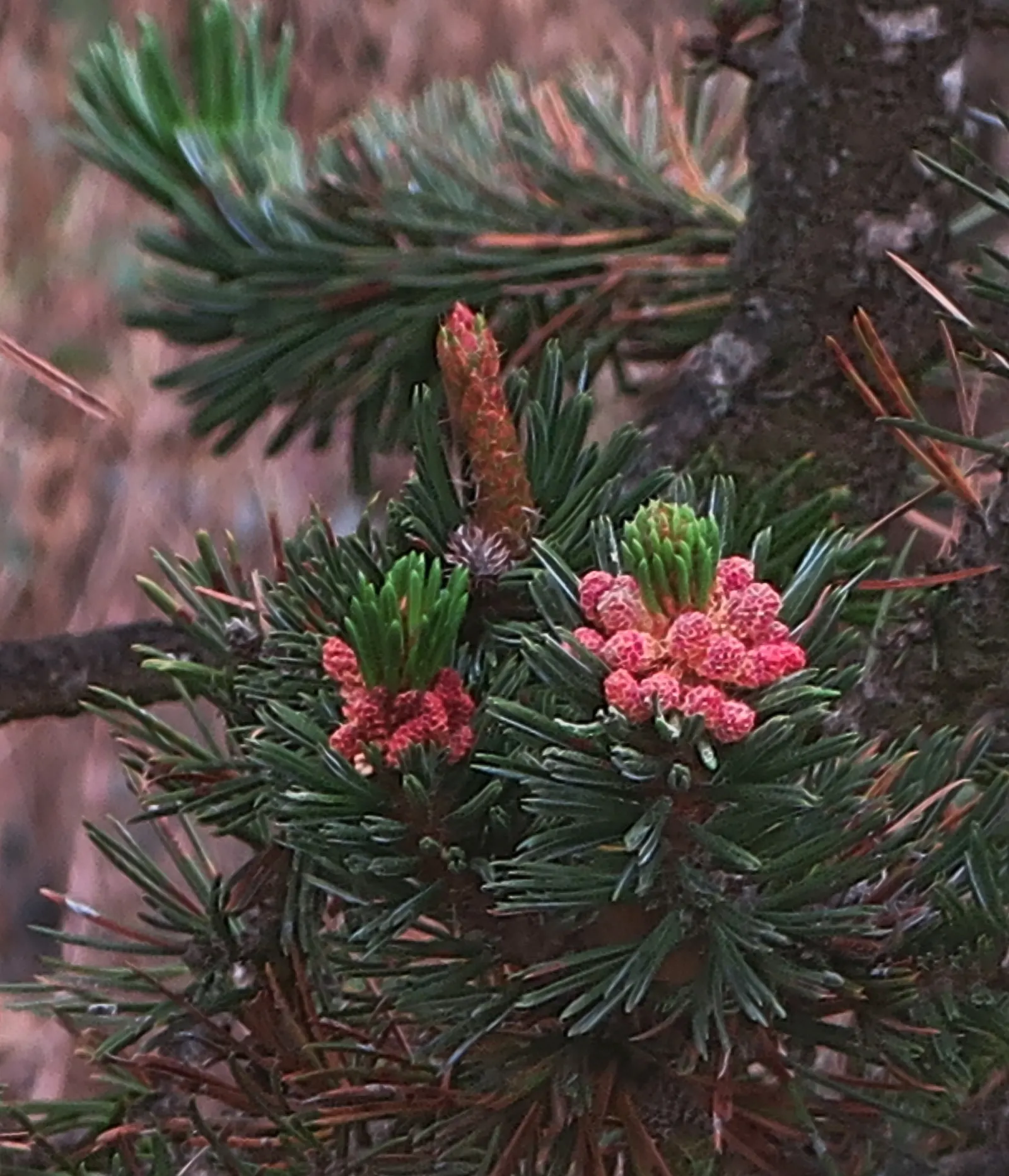 Bristlecone Pine (Pinus Aristata) — Reaching up to 20 feet in height; growing in clusters of five, image 71