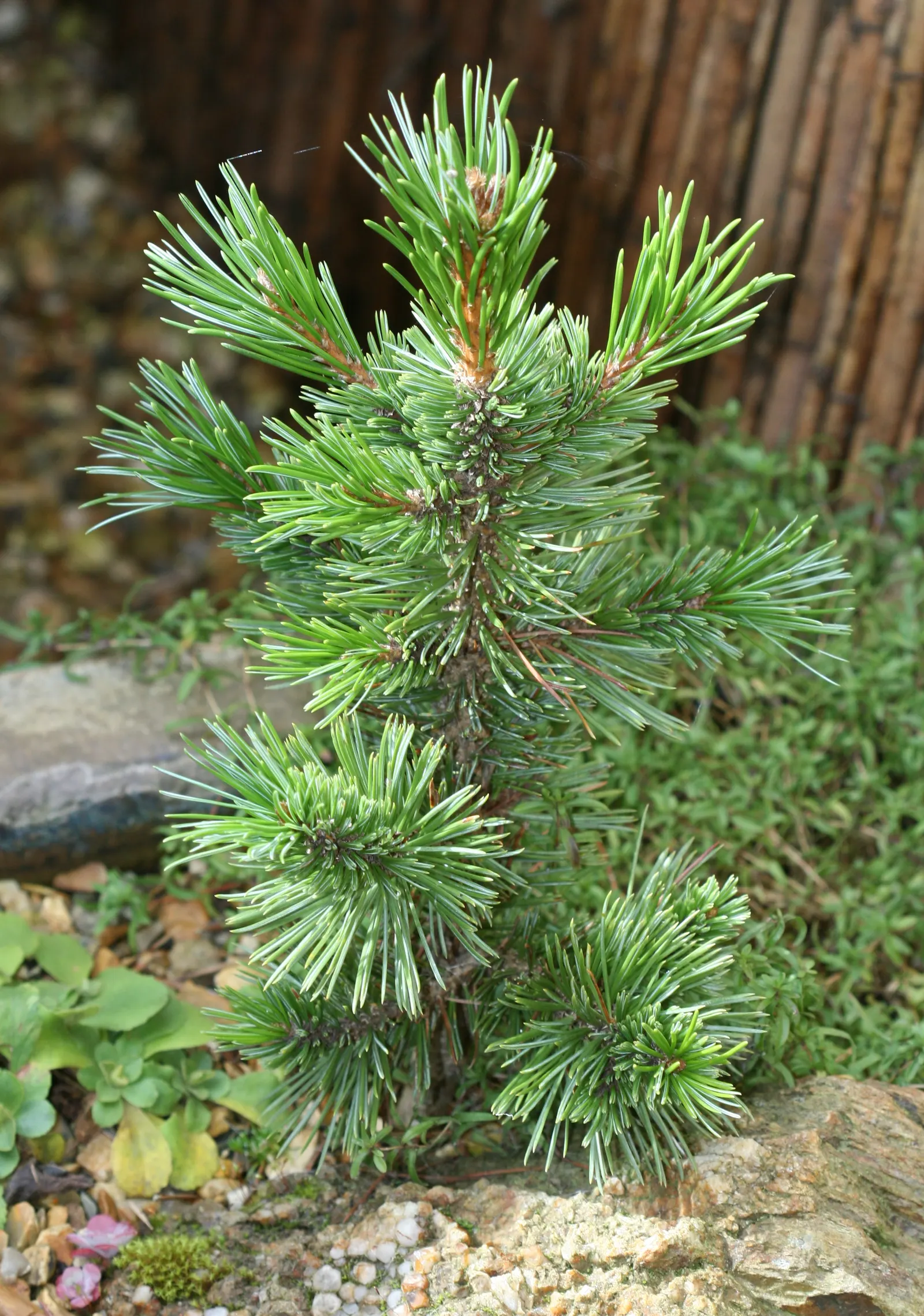 Bristlecone Pine (Pinus Aristata) — dark green needles and distinctive; it is also very drought-resistant, making it an excellent choice for, image 72