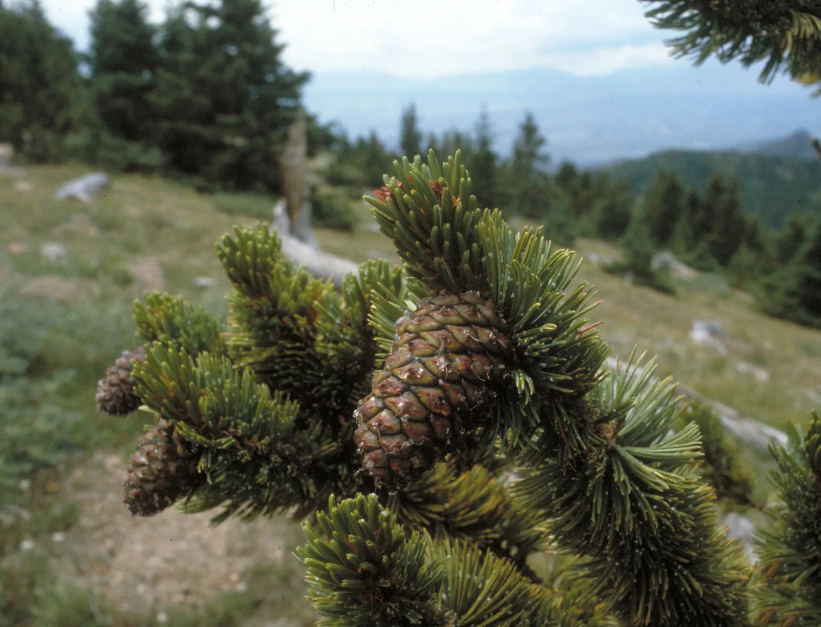 Bristlecone Pine (Pinus Aristata) — The Bristlecone Pine (Pinus aristata), a long-lived conifer, thrives in the harsh conditions of high altitudes, image 47