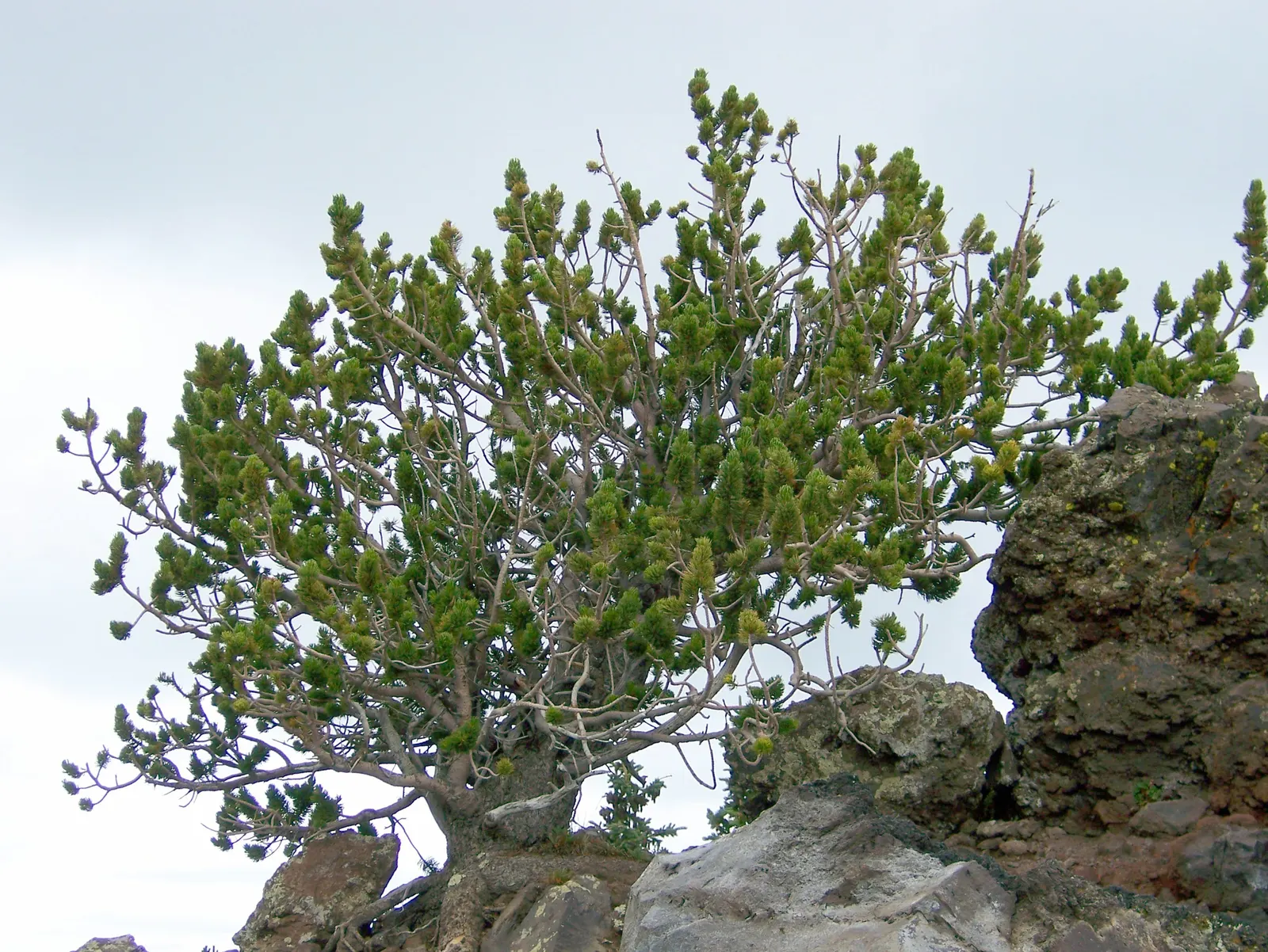 Bristlecone Pine (Pinus Aristata) — dark green needles and distinctive; it is also very drought-resistant, making it an excellent choice for, image 49