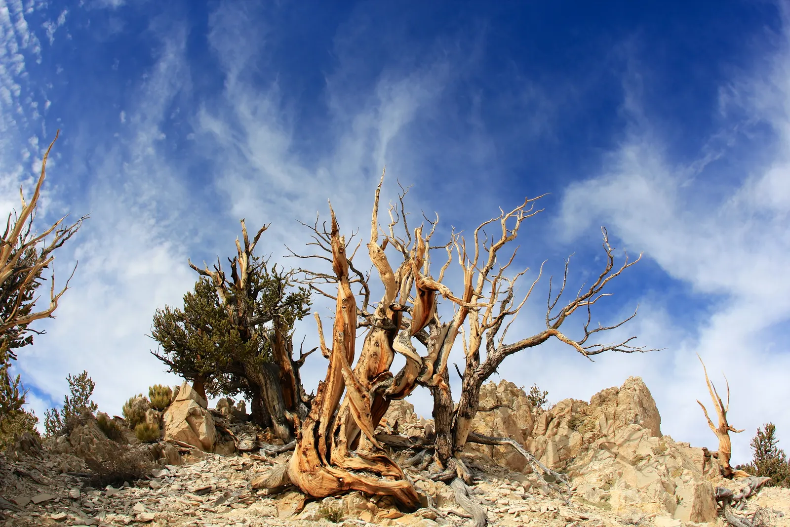 Bristlecone Pine (Pinus Aristata) — resinous cones with telltale bristles; reaching up to 20 feet in height, image 73