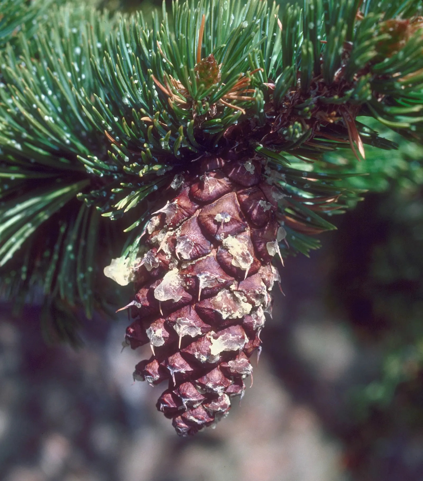 Bristlecone Pine (Pinus Aristata) — Use this tree to add texture; this pine is native to the high mountains of the southwestern United States