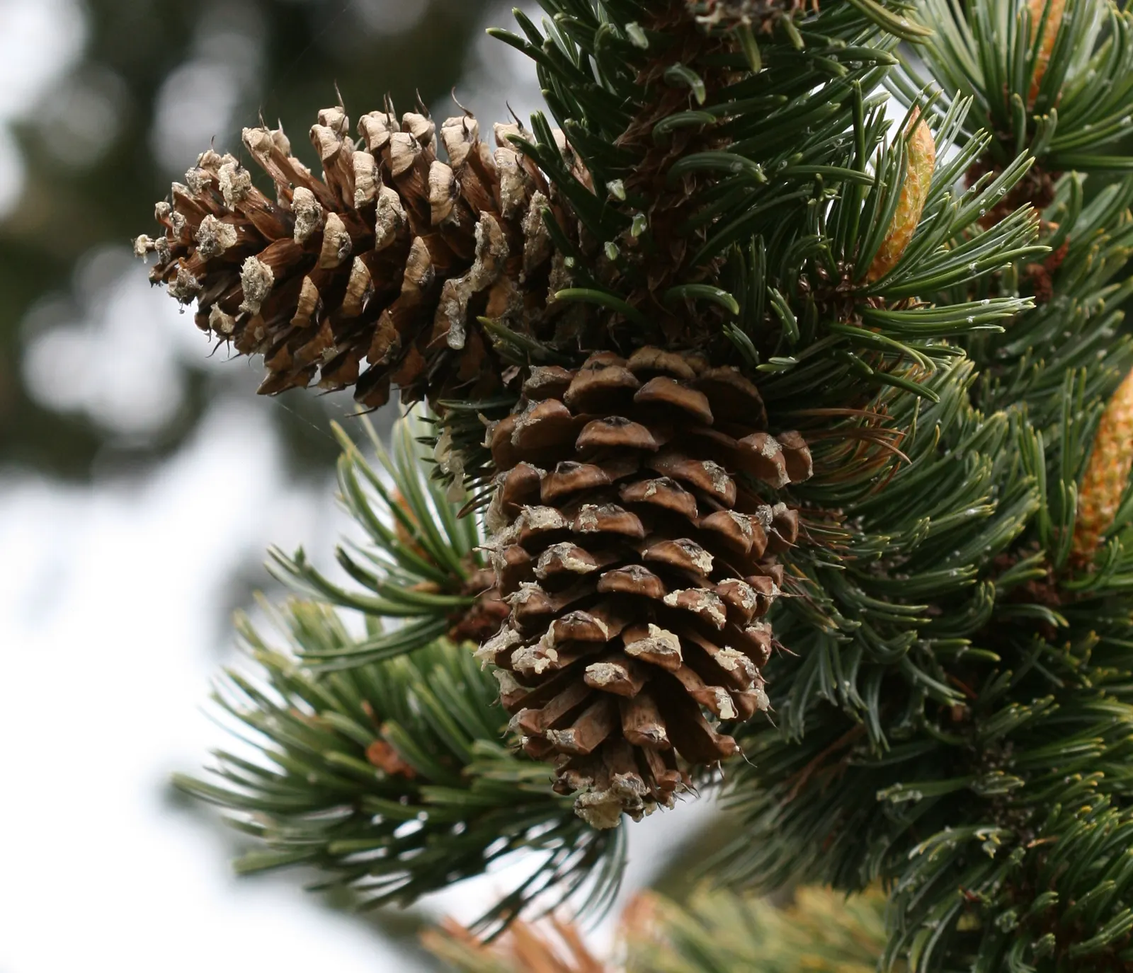 Bristlecone Pine (Pinus Aristata) — Use this tree to add texture; this pine is native to the high mountains of the southwestern United States, image 67