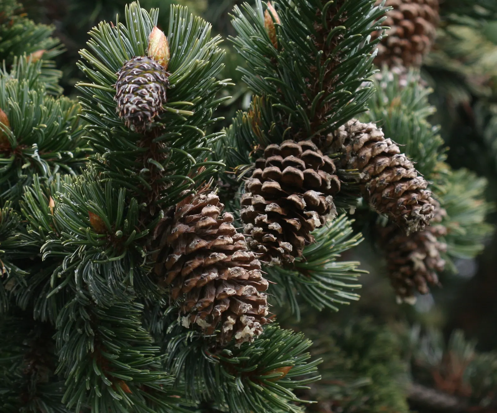 Bristlecone Pine (Pinus Aristata) — and a sense of history to garden spaces - a living testament to the enduring beauty of nature; and possess a, image 68