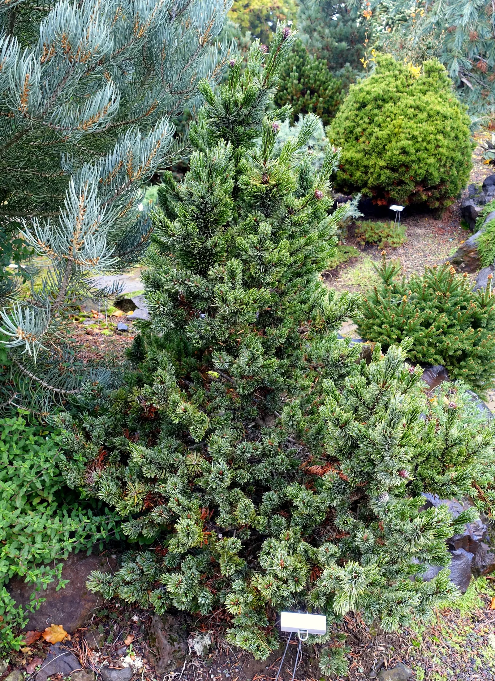 Bristlecone Pine (Pinus Aristata) — Pinus aristata eventually reaches a height of 20 to 30 feet with a spread of 10 to 20 feet; typically found at, image 54