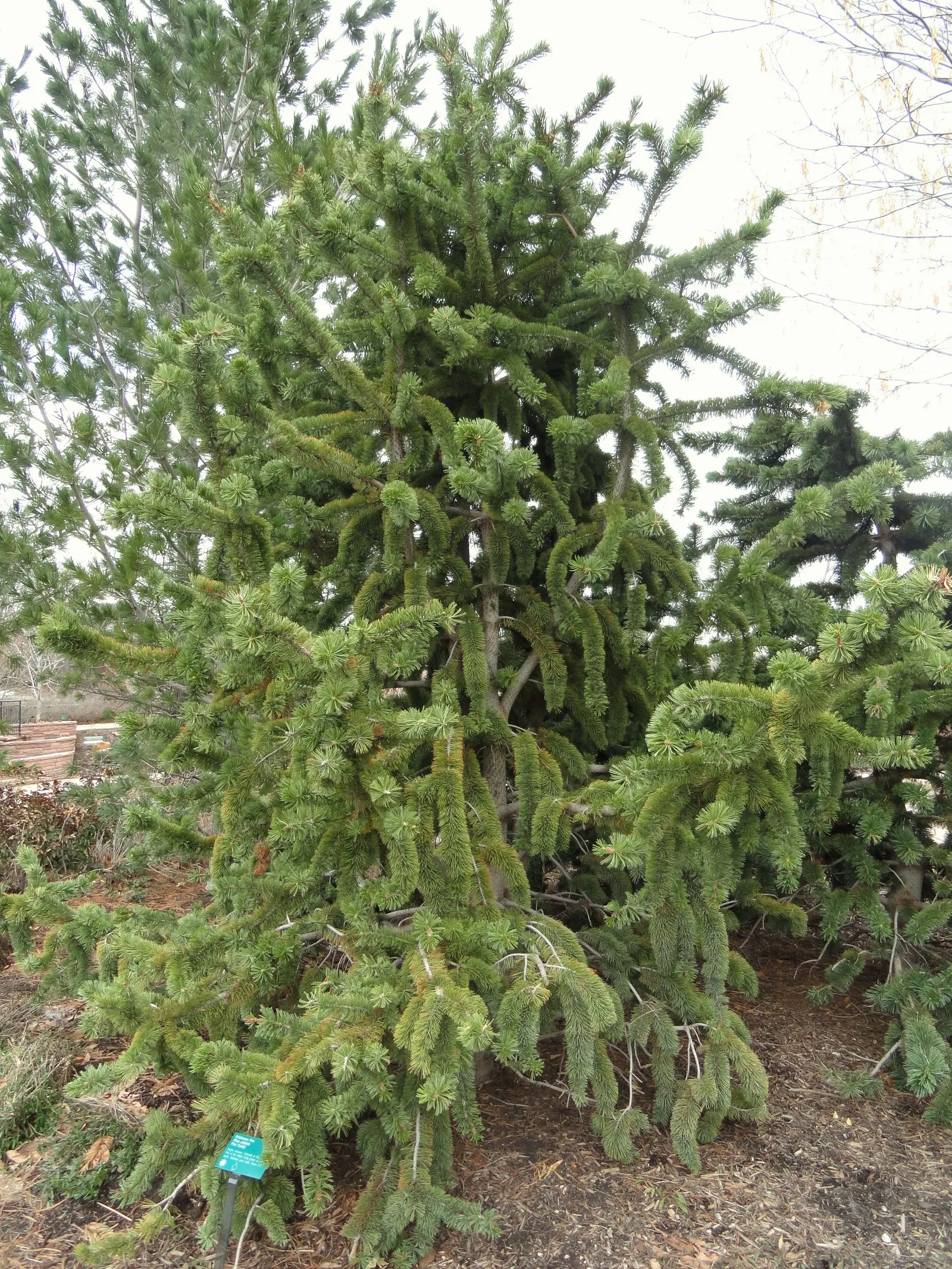 Bristlecone Pine (Pinus Aristata) — this pine is native to the high mountains of the southwestern United States; prefers well-drained conditions, image 52