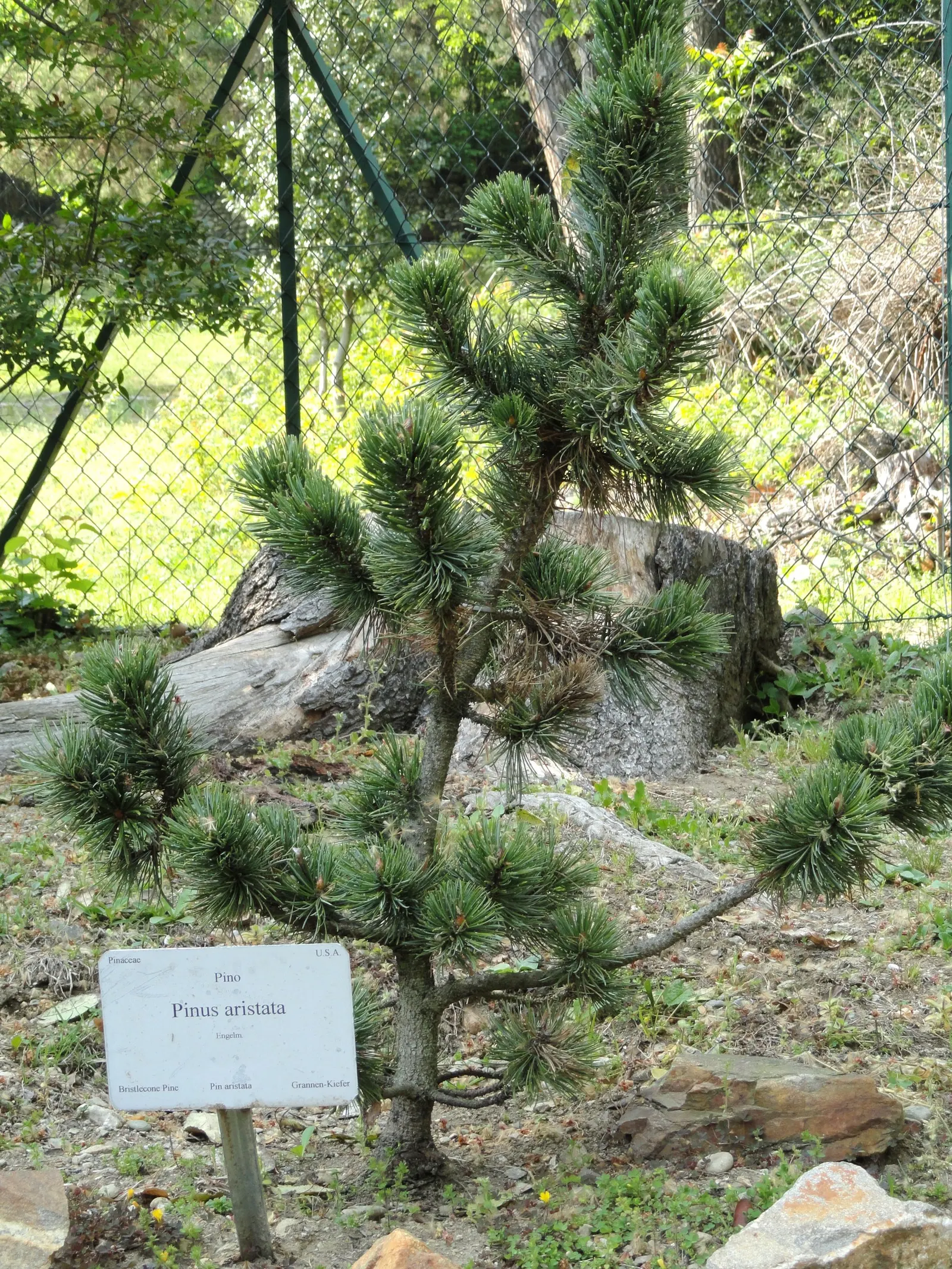 Bristlecone Pine (Pinus Aristata) — typically found at elevations between 7,000 and 12,000 feet.<br><br>Growing at a slow pace; conifer / shrub for, image 53