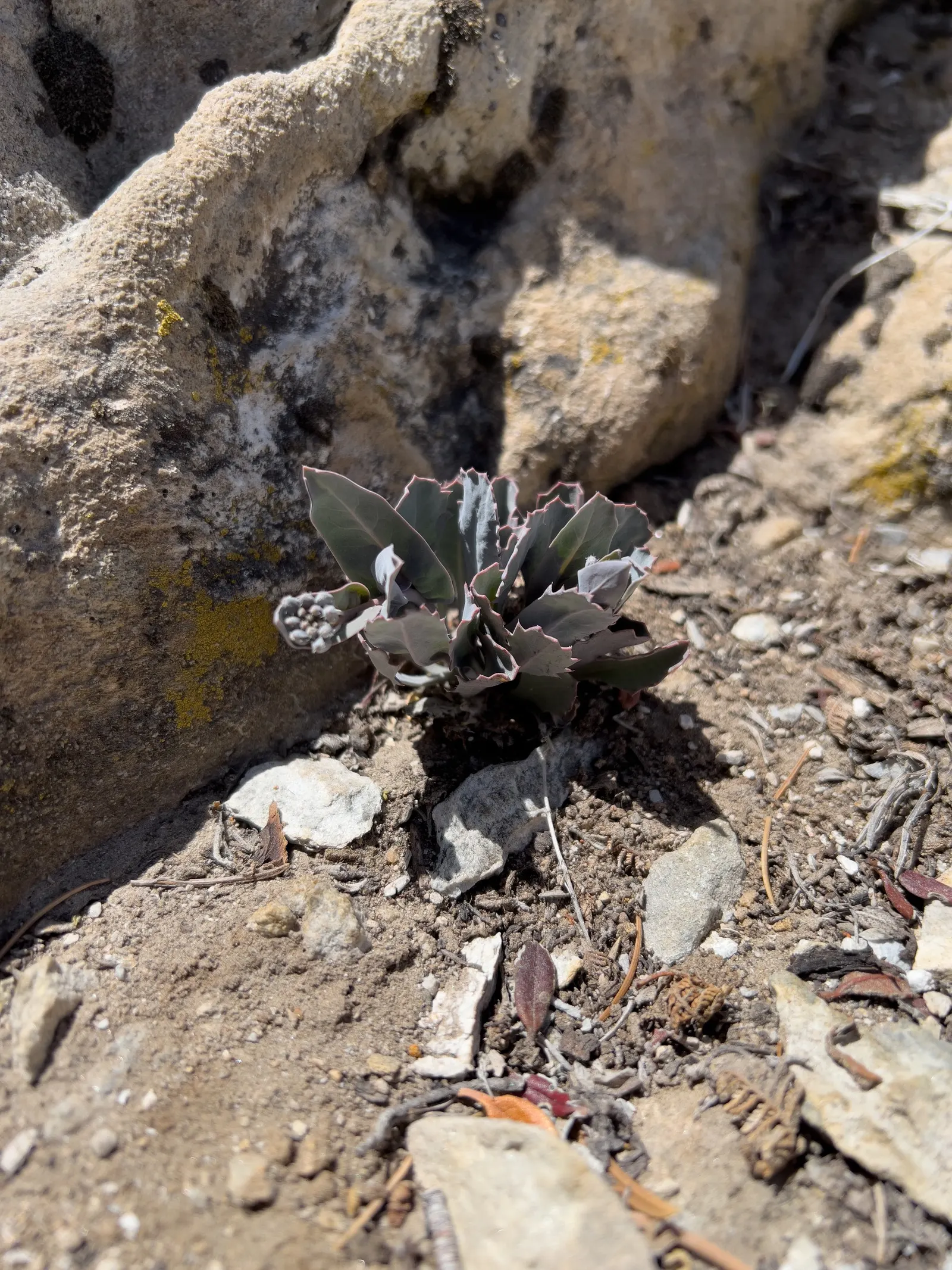 Bristlecone Pine (Pinus Aristata) — typically found at elevations between 7,000 and 12,000 feet.<br><br>Growing at a slow pace; conifer / shrub for, image 76