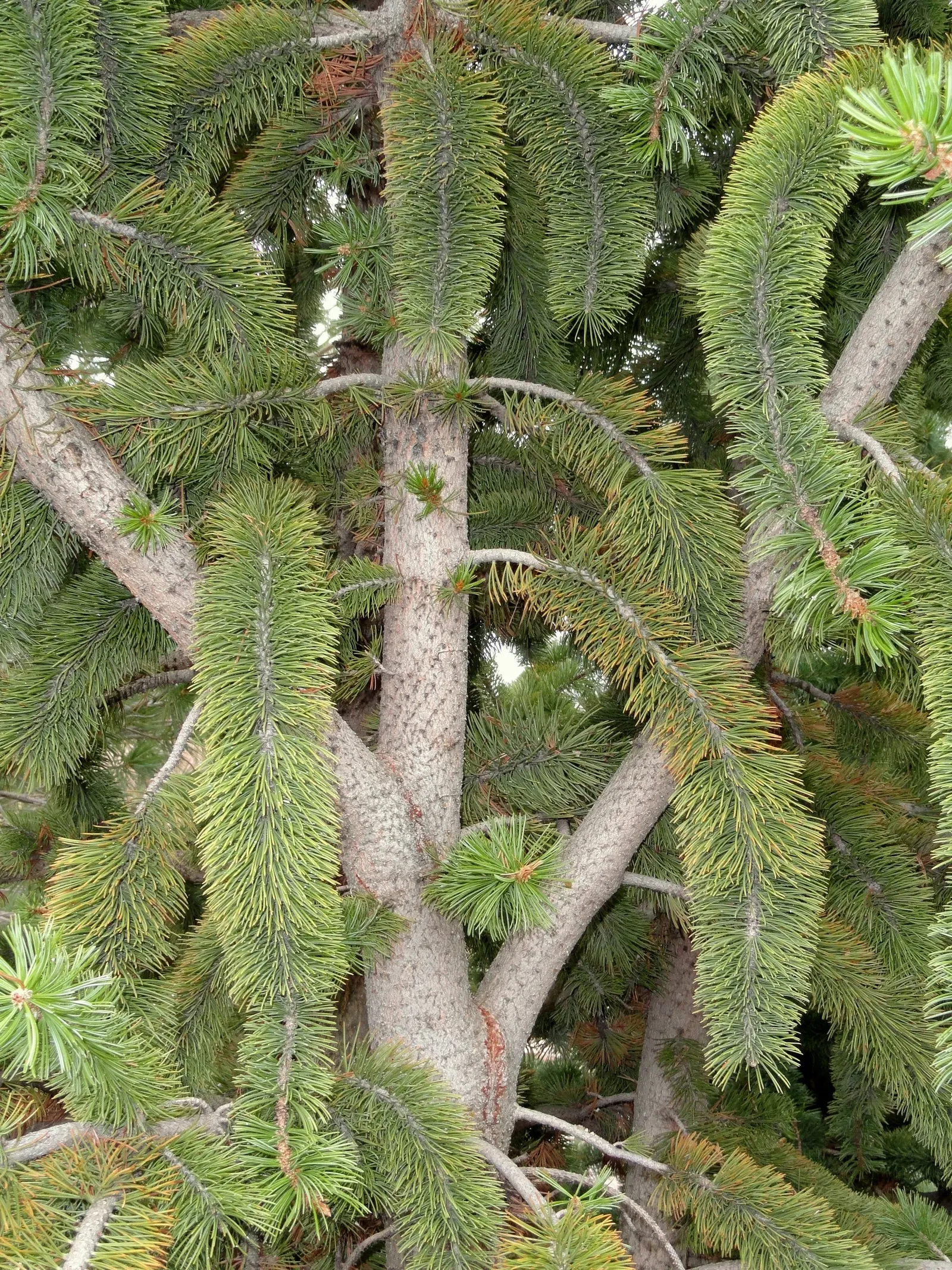 Bristlecone Pine (Pinus Aristata) — Known for its longevity and resilience; it is ideal for creating natural-looking, image 51