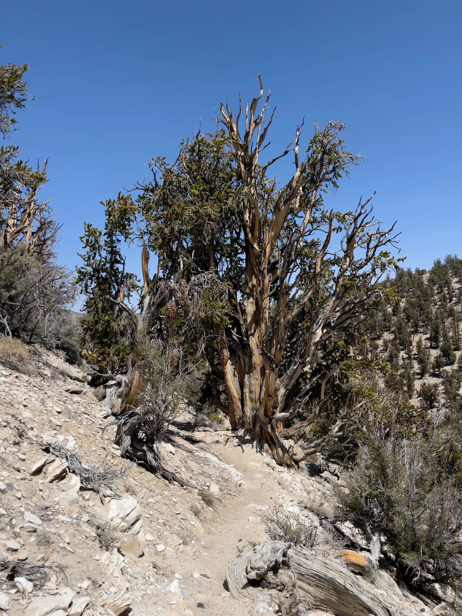 Bristlecone Pine (Pinus Aristata) — Pinus aristata eventually reaches a height of 20 to 30 feet with a spread of 10 to 20 feet; typically found at, image 77
