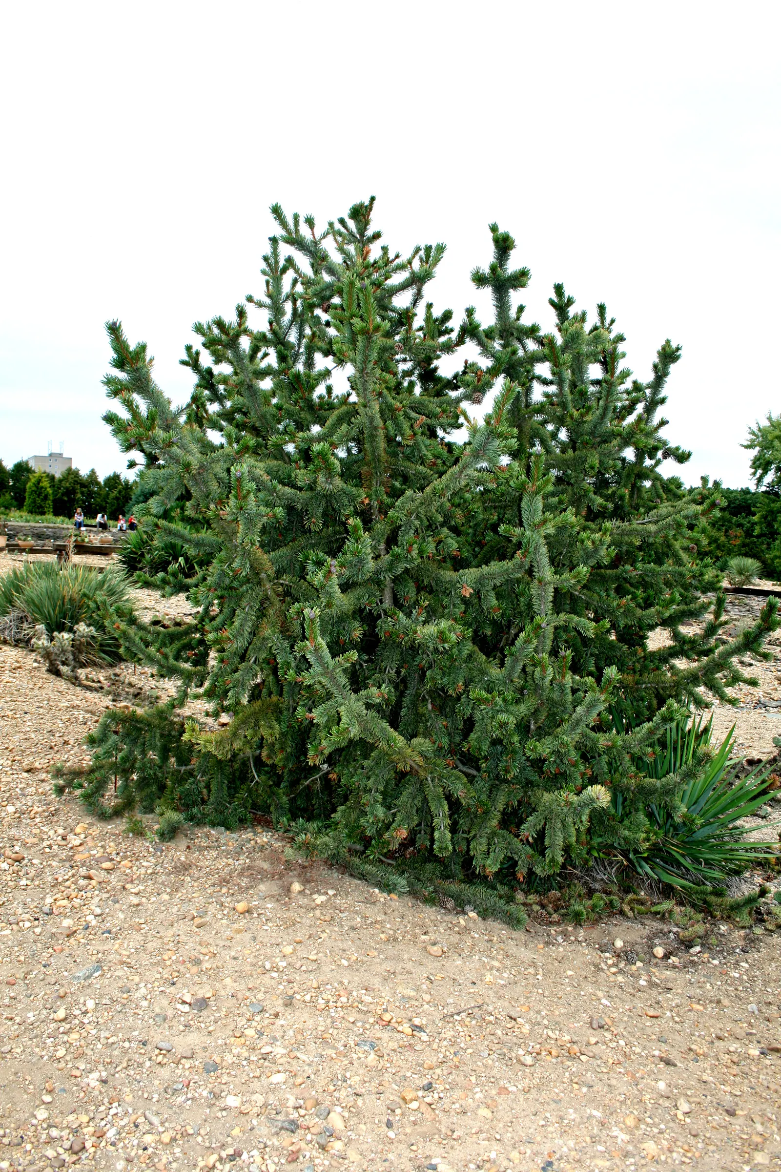 Bristlecone Pine (Pinus Aristata) — It is ideal for creating natural-looking; often reddish-brown cones, image 55