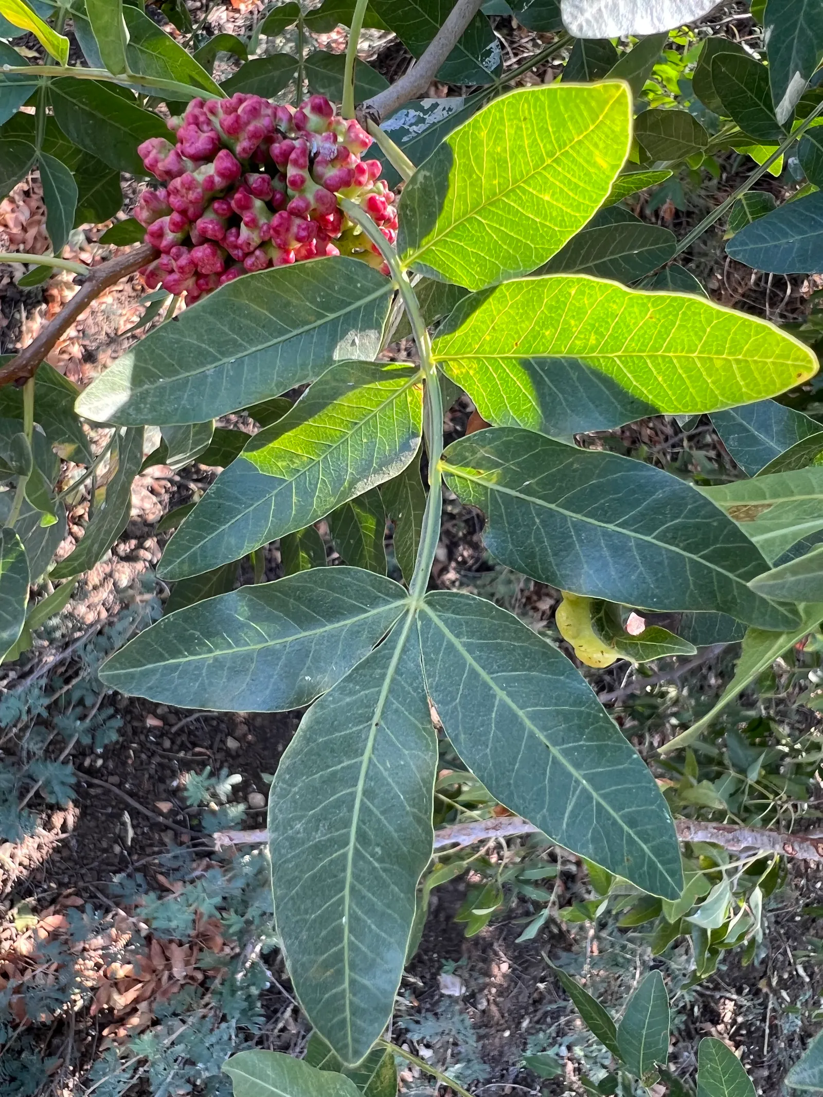 Mt Atlas Pistache (Pistacia Atlantica) — The tree features lustrous green, pinnately compound leaves that turn a striking orange-red in fall