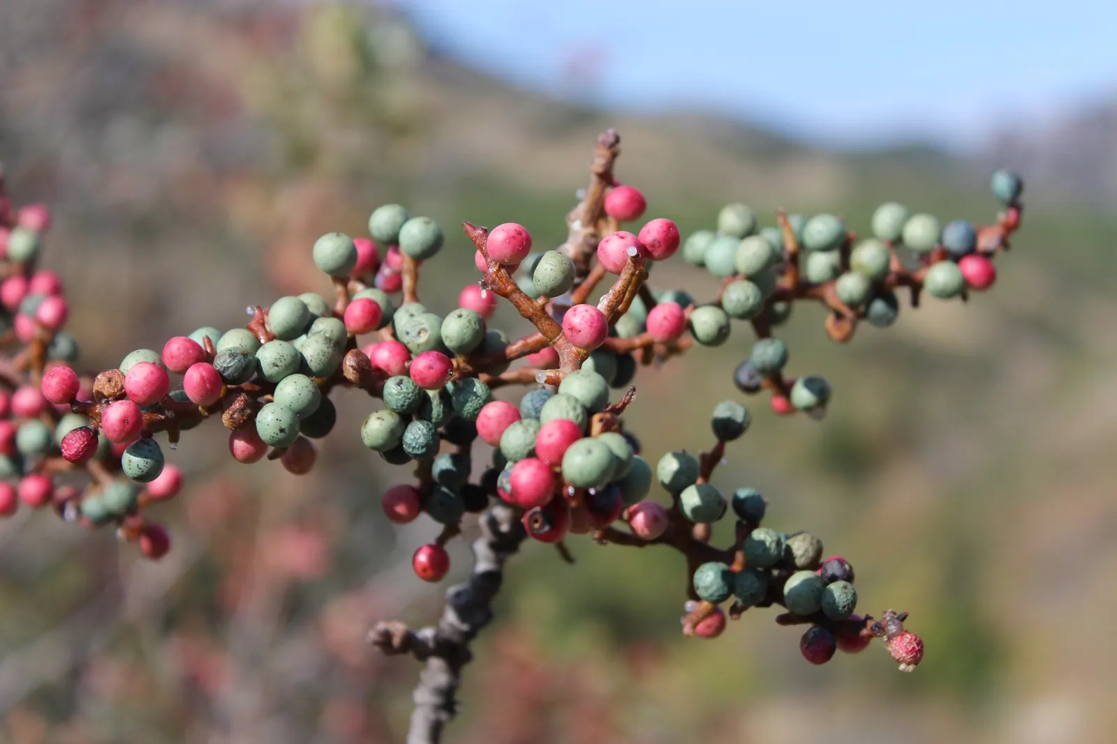 Mt Atlas Pistache (Pistacia Atlantica) — Its deep, extensive root system makes it drought-resistant