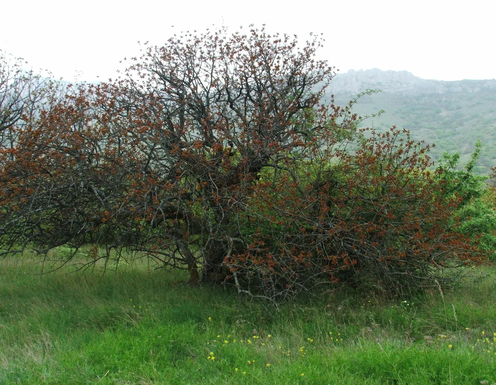 Mt Atlas Pistache (Pistacia Atlantica) — is a hardy deciduous tree reaching heights of 25-30 feet with an equal or greater spread