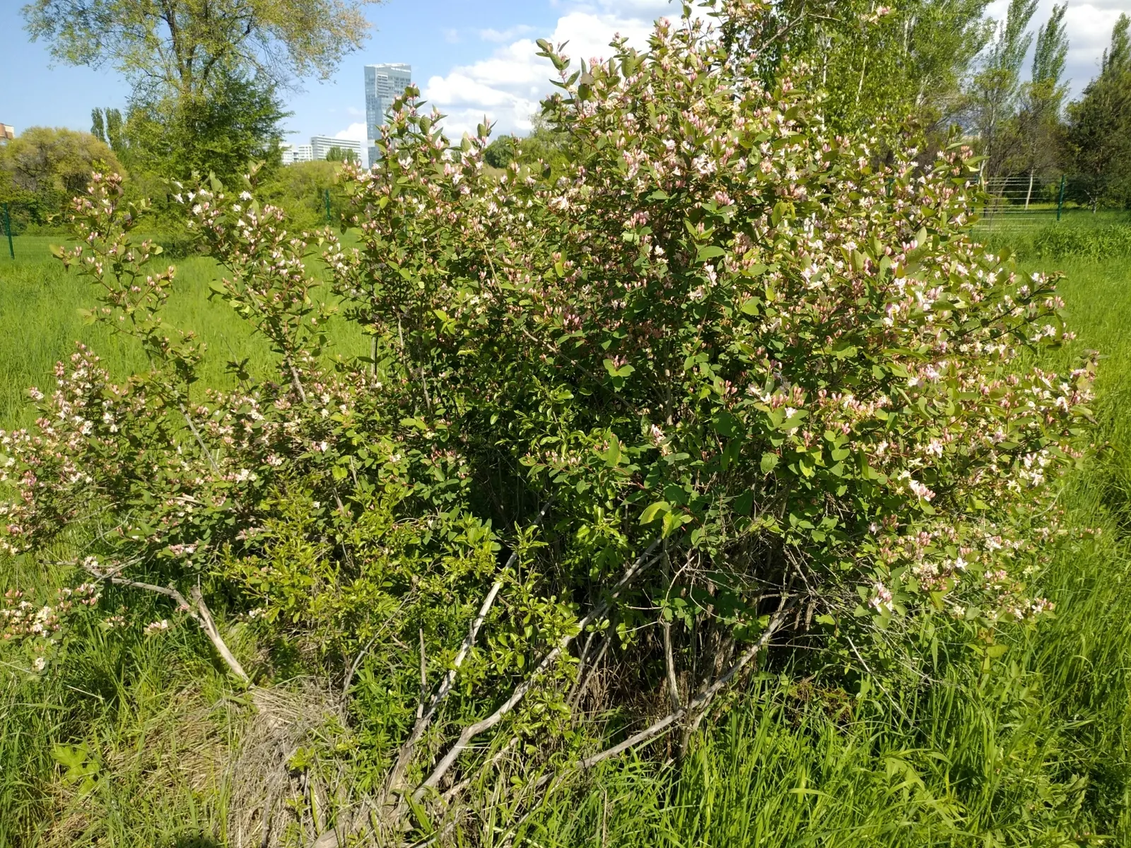 Tatarian Honeysuckle (Lonicera Tatarica) — although it prefers well-draining soil; consider its spreading habit and potential for invasiveness, image 115