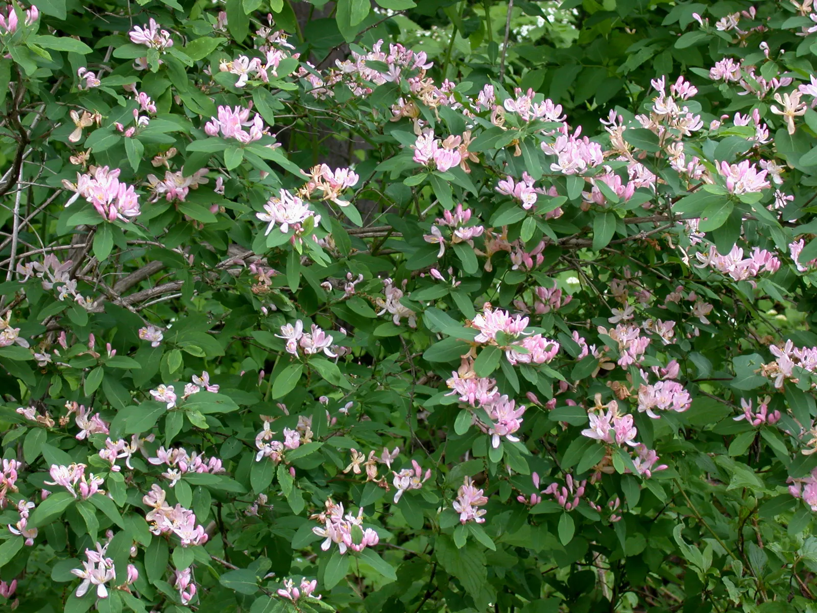 Tatarian Honeysuckle (Lonicera Tatarica) — it attracts birds and butterflies; and also helps in controlling its growth, image 97