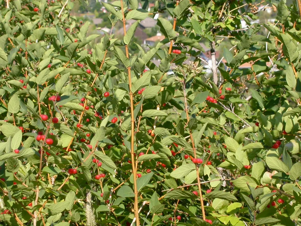Tatarian Honeysuckle (Lonicera Tatarica) — Requires regular pruning to maintain shape and prevent invasive spread; lonicera tatarica, or Tatarian, image 98