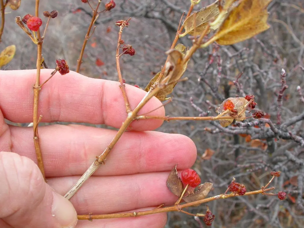 Tatarian Honeysuckle (Lonicera Tatarica) — as well as its ornamental attributes that can enhance the aesthetic appeal of any garden; scientifically, image 90