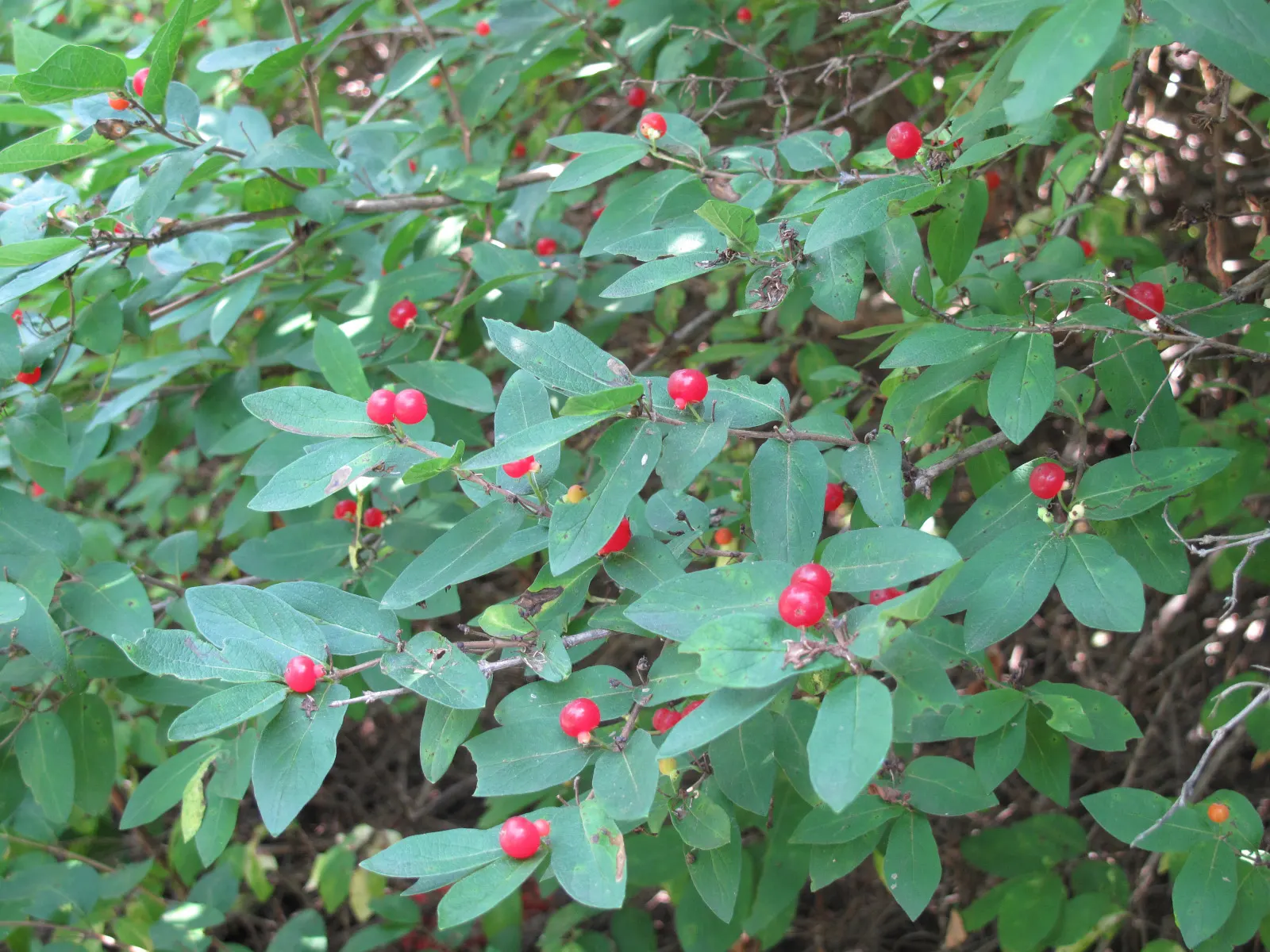 Tatarian Honeysuckle (Lonicera Tatarica) — consider its spreading habit and potential for invasiveness; shrub for full or half or shade