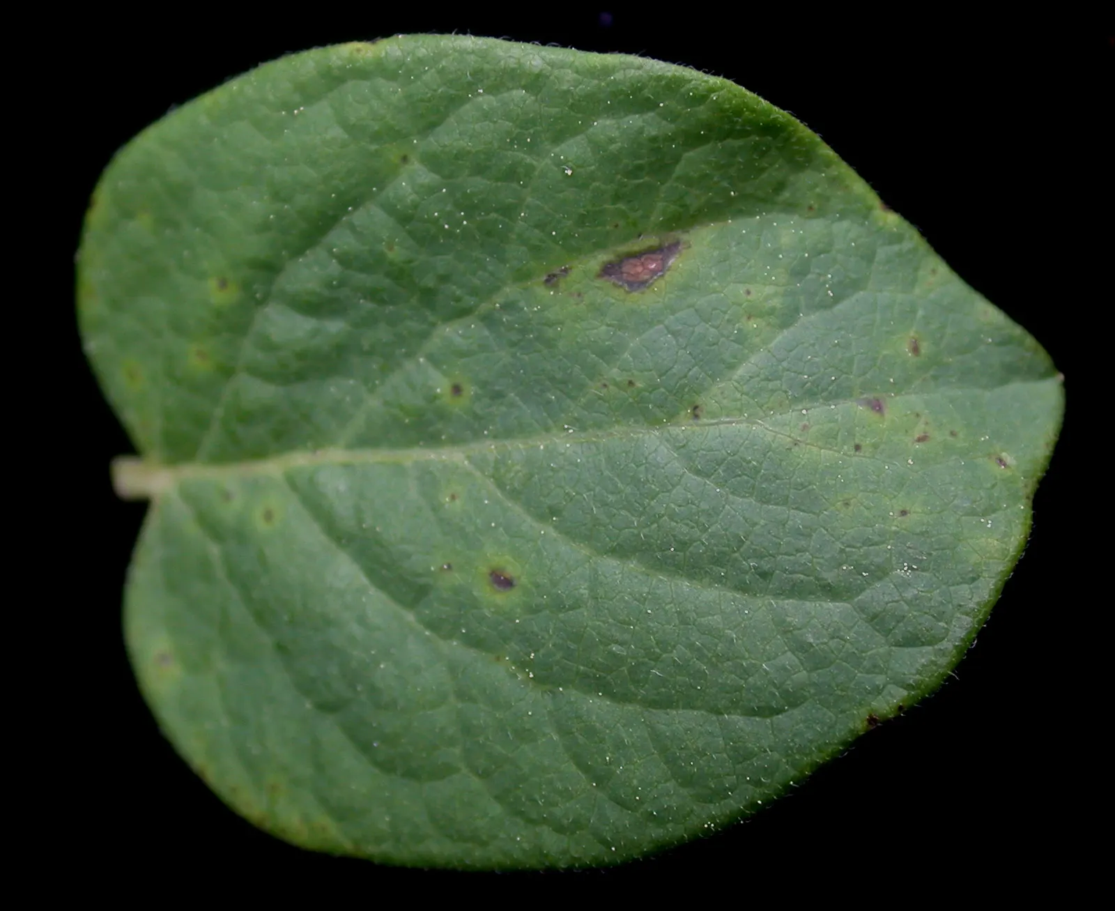 Tatarian Honeysuckle (Lonicera Tatarica) — shrub for full or half or shade; as well as its ornamental attributes that can enhance the aesthetic appeal of any