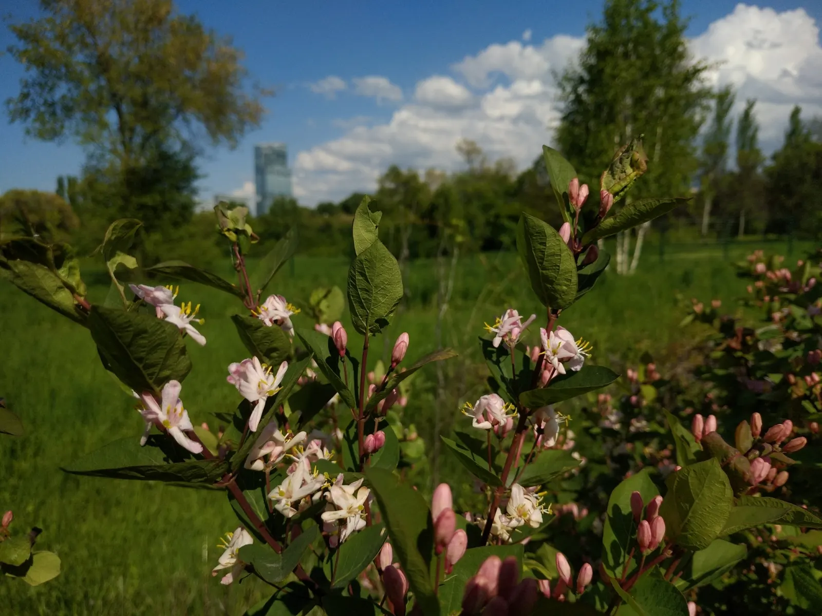 Tatarian Honeysuckle (Lonicera Tatarica) — the plant produces small red or orange berries