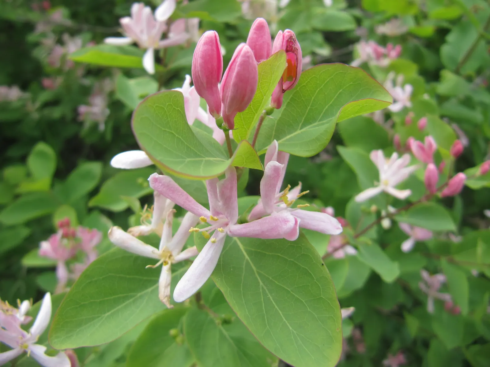 Tatarian Honeysuckle (Lonicera Tatarica) — These berries also contain seeds; shrub with pink blooms, image 111