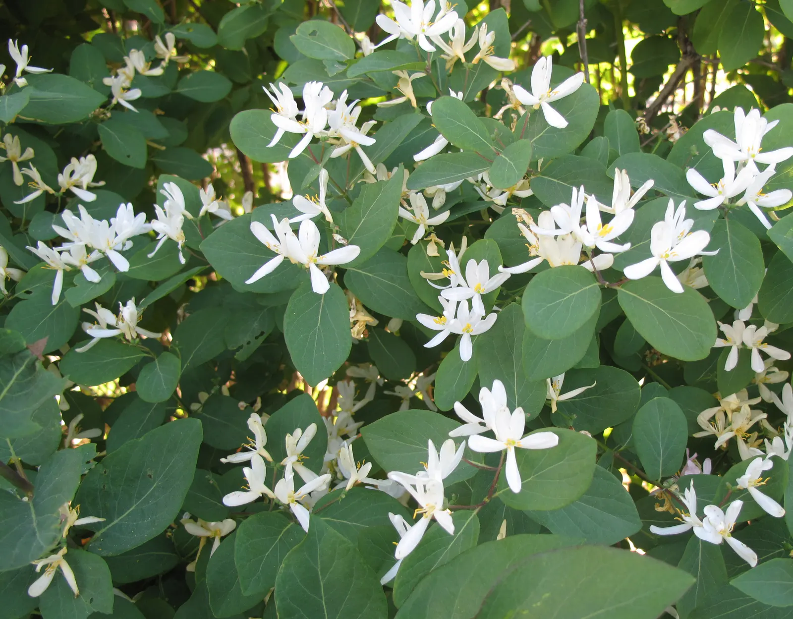 Tatarian Honeysuckle (Lonicera Tatarica) — When incorporating the Tatarian Honeysuckle into a landscape design; regular pruning after flowering can maintain a