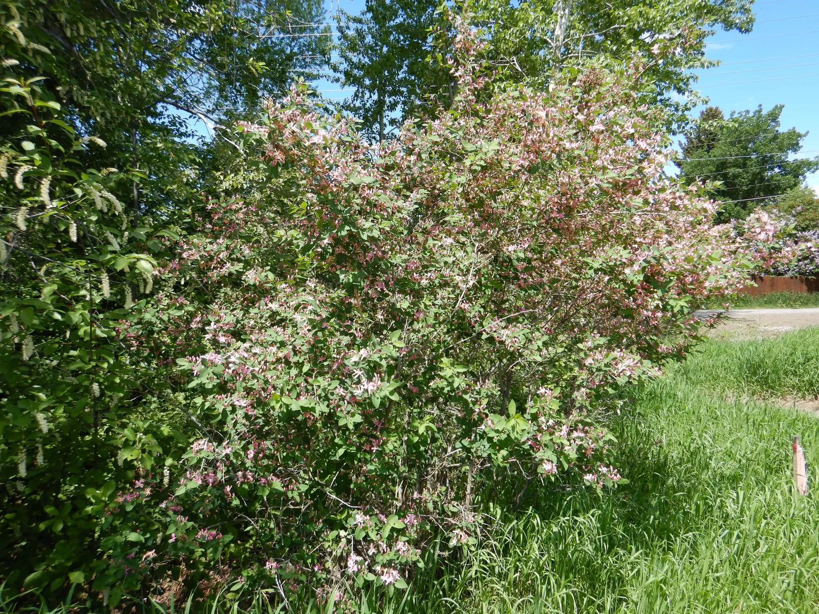 Tatarian Honeysuckle (Lonicera Tatarica) — Full sun to partial shade is best to ensure optimal growth and flowering; prized for its profusion of, image 85
