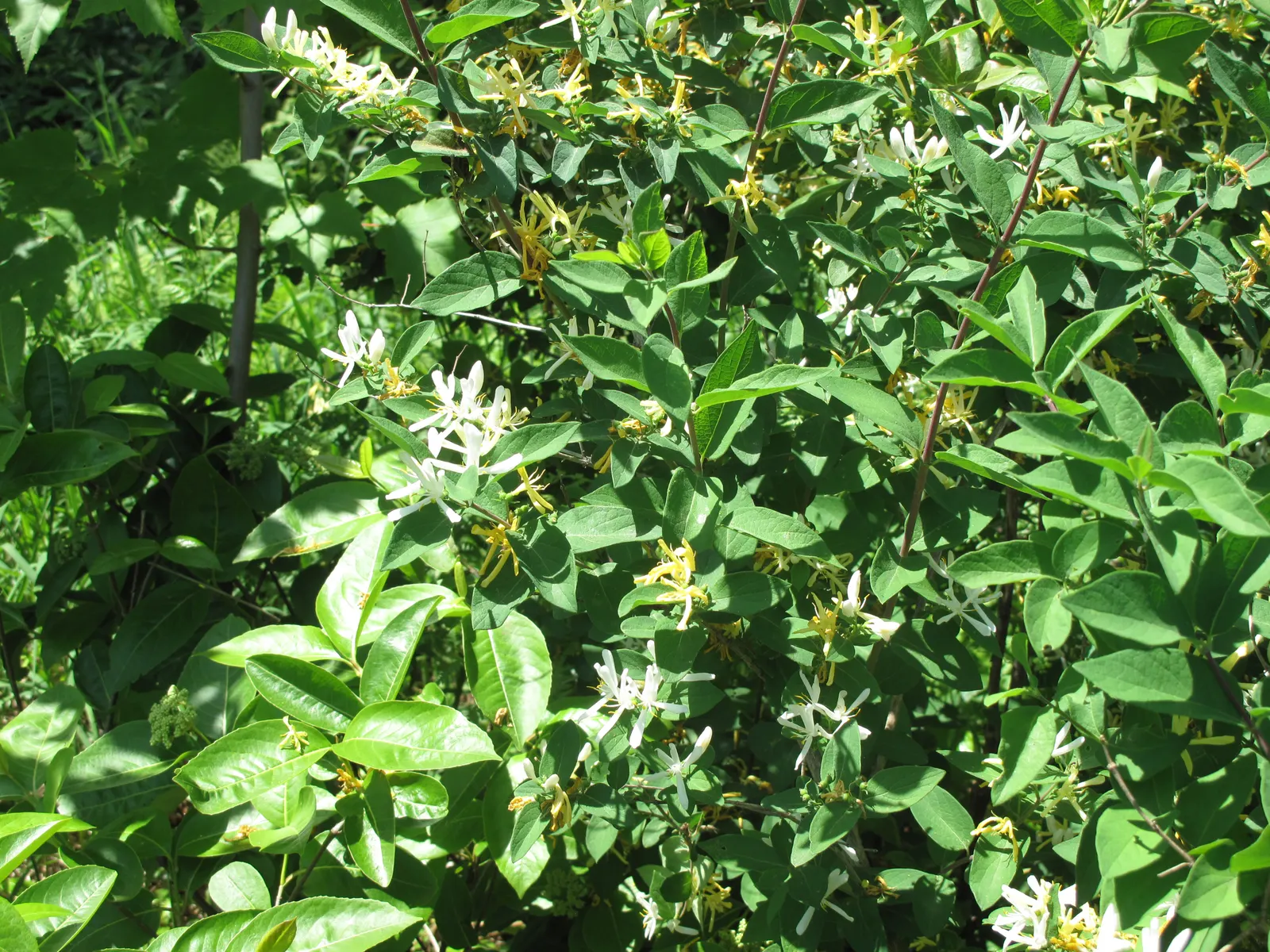 Tatarian Honeysuckle (Lonicera Tatarica) — Prized for its profusion of pink to red blossoms in late spring; these berries also contain seeds