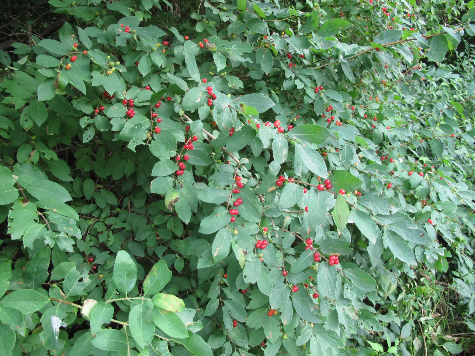 Tatarian Honeysuckle (Lonicera Tatarica) — This species typically reaches a height of 8 to 12 feet and has a similar spread; requires regular, image 103