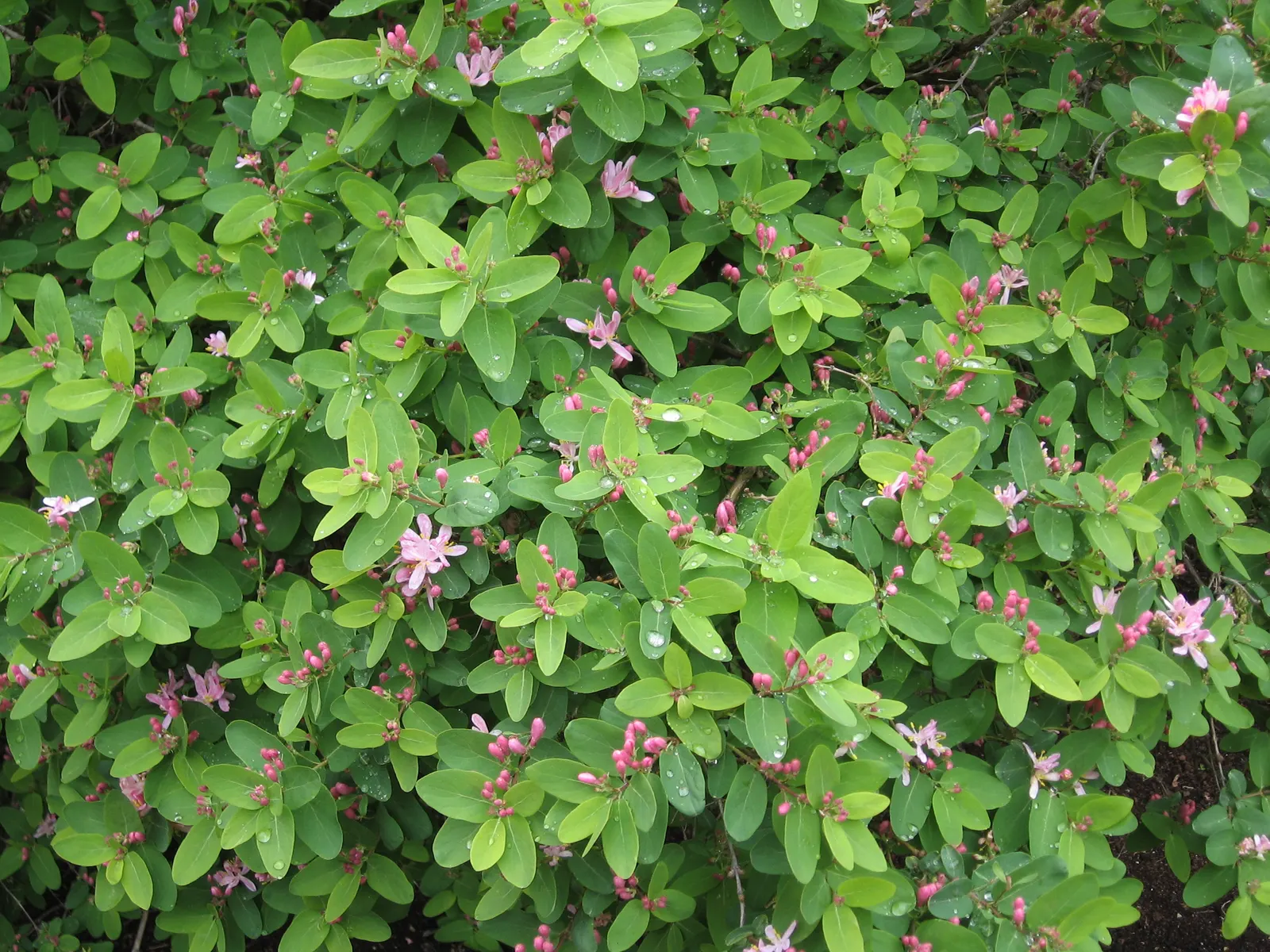 Tatarian Honeysuckle (Lonicera Tatarica) — and approximately 1 to 2.5 inches long; in late spring to early summer, the Tatarian Honeysuckle bursts into an