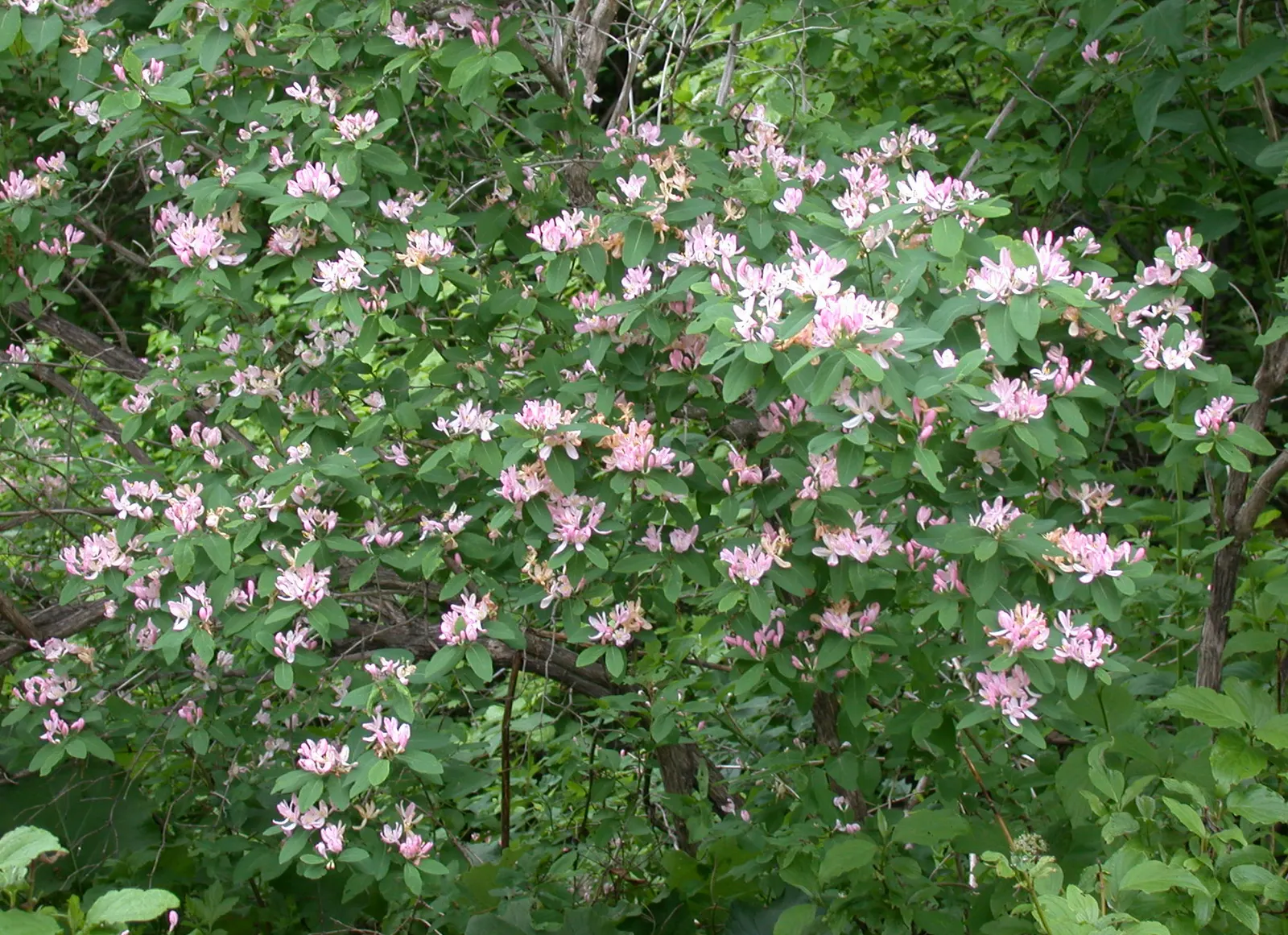 Tatarian Honeysuckle (Lonicera Tatarica) — shrub for full or half or shade