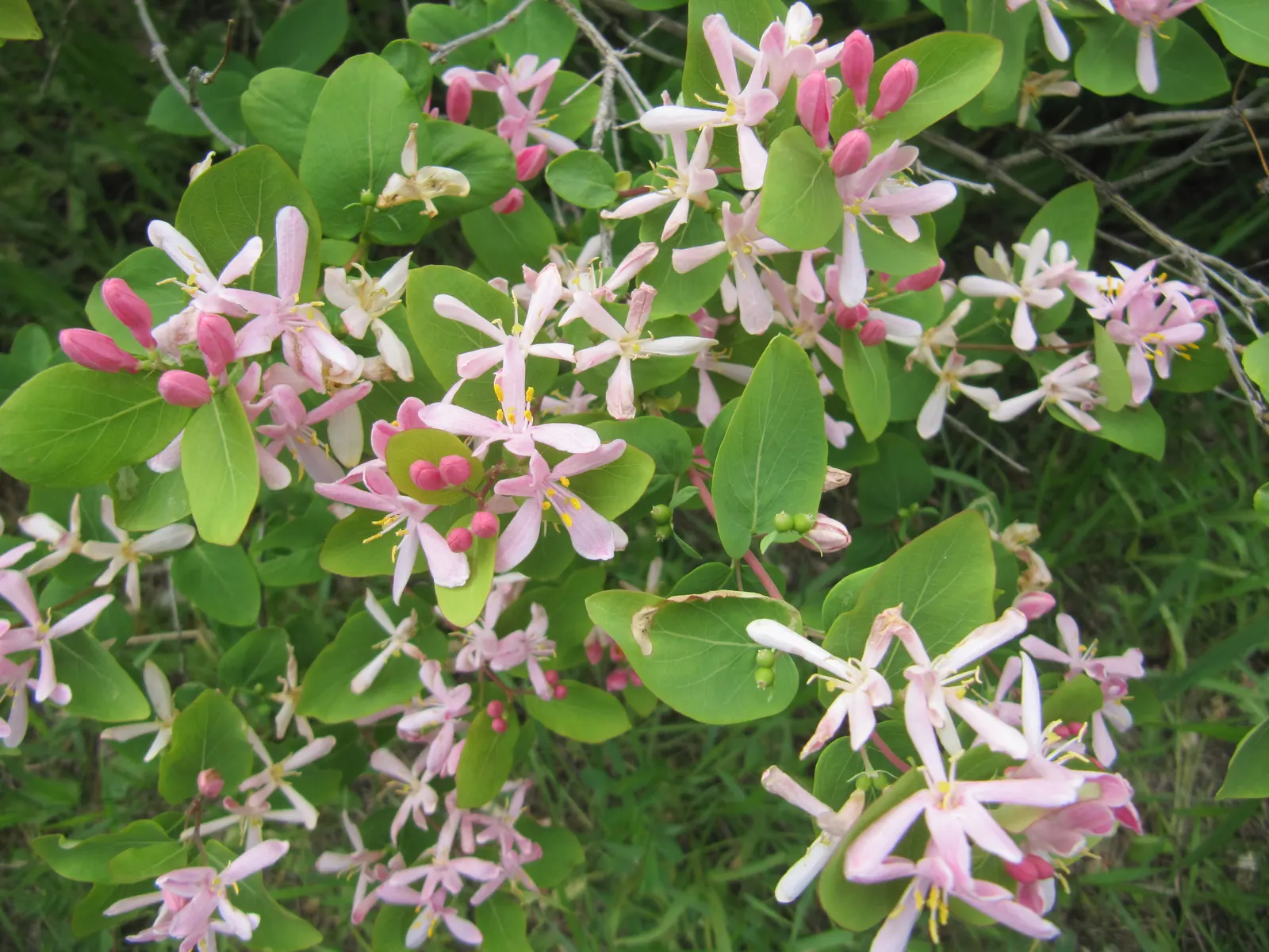 Tatarian Honeysuckle (Lonicera Tatarica) — is a deciduous shrub celebrated for its vibrant floral displays and adaptability; although it prefers, image 132
