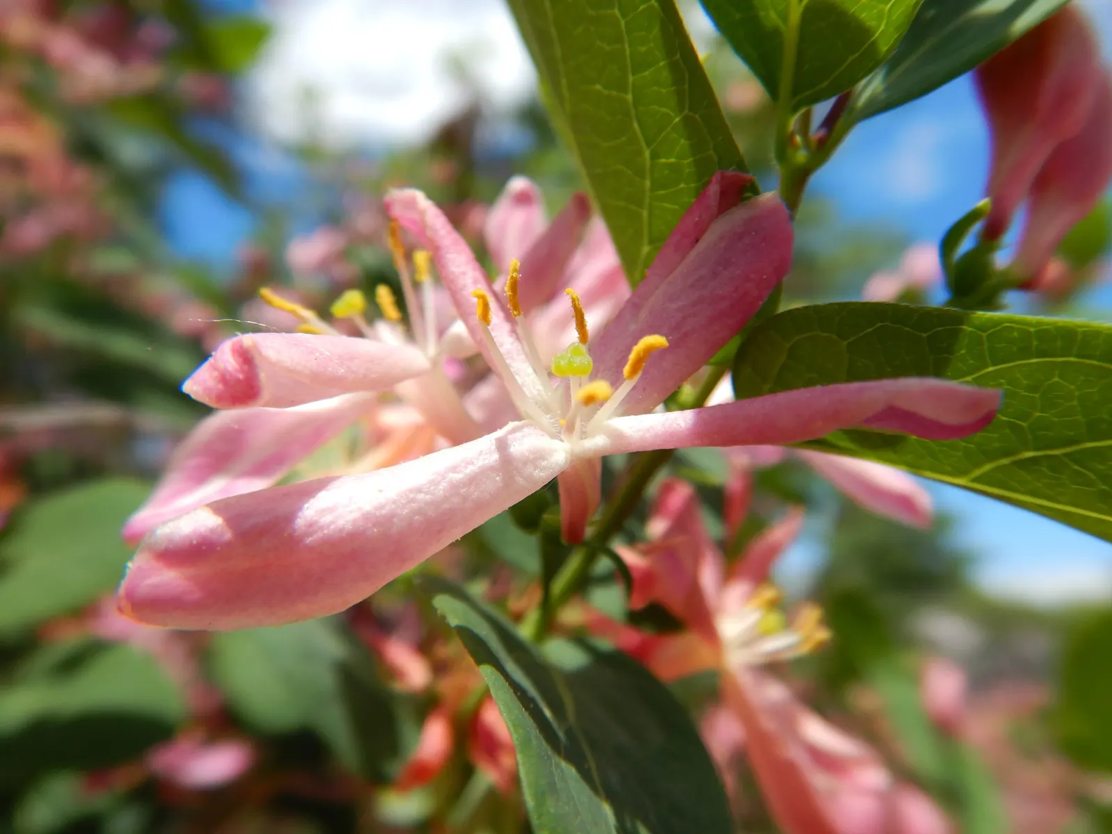 Tatarian Honeysuckle (Lonicera Tatarica) — shrub with pink blooms; the Tatarian Honeysuckle is drought tolerant once established and can thrive in a range of