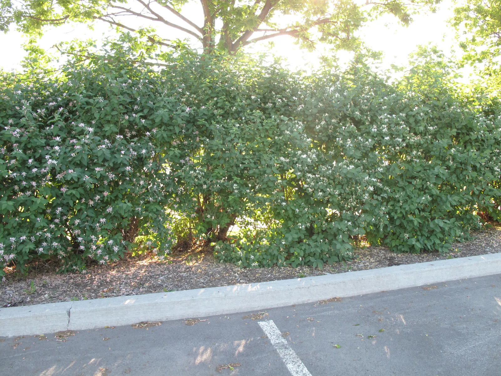 Tatarian Honeysuckle (Lonicera Tatarica) — These berries also contain seeds; shrub with pink blooms, image 80