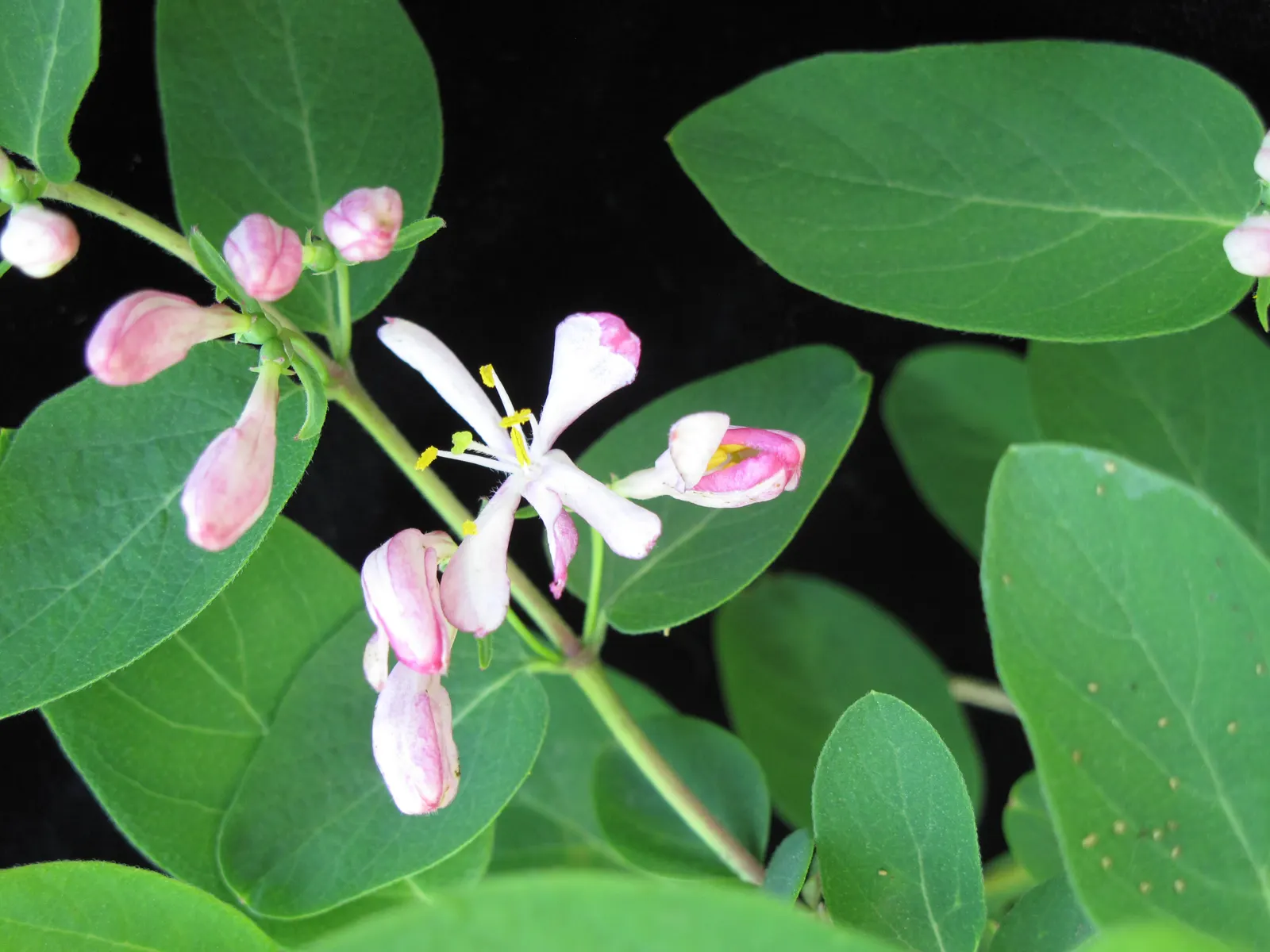Tatarian Honeysuckle (Lonicera Tatarica) — although it prefers well-draining soil
