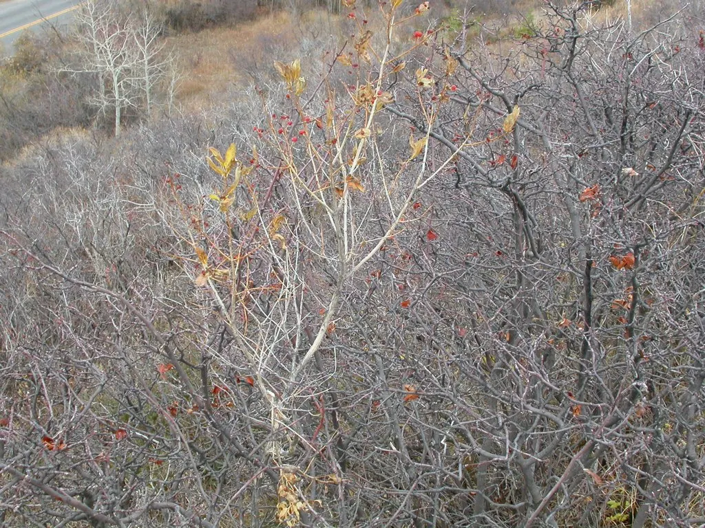 Tatarian Honeysuckle (Lonicera Tatarica) — so it's important to manage the growth and prevent unwanted naturalization.<br><br>Hardy in USDA zones 3, image 113