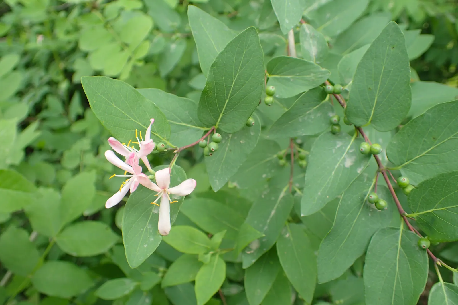 Tatarian Honeysuckle (Lonicera Tatarica) — pink flowers in the garden; adorn the shrub in shades of pink, image 91