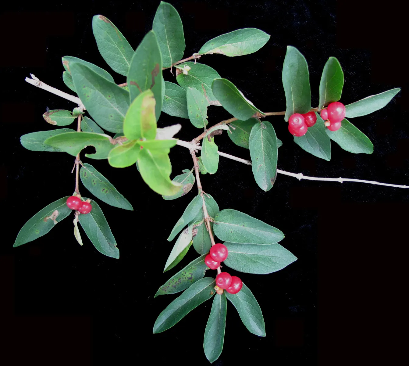 Tatarian Honeysuckle (Lonicera Tatarica) — which facilitate the plant's spread and can make it invasive in some regions; caution advised as berries, image 81