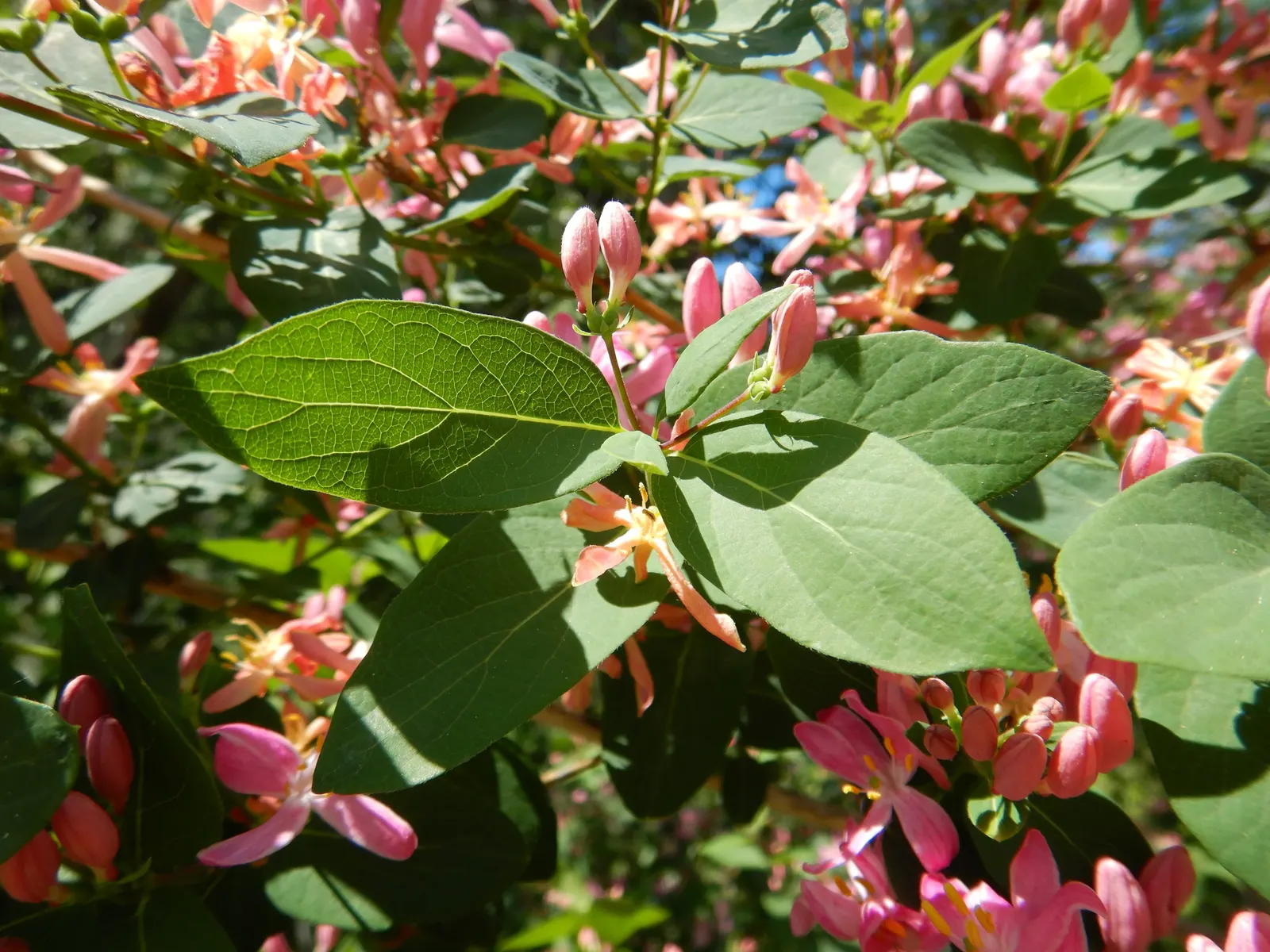 Tatarian Honeysuckle (Lonicera Tatarica) — Full sun to partial shade is best to ensure optimal growth and flowering; prized for its profusion of pink to red
