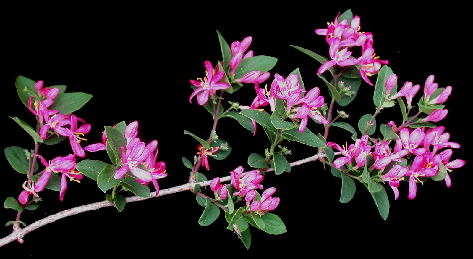 Tatarian Honeysuckle (Lonicera Tatarica) — Prized for its profusion of pink to red blossoms in late spring; these berries also contain seeds, image 96