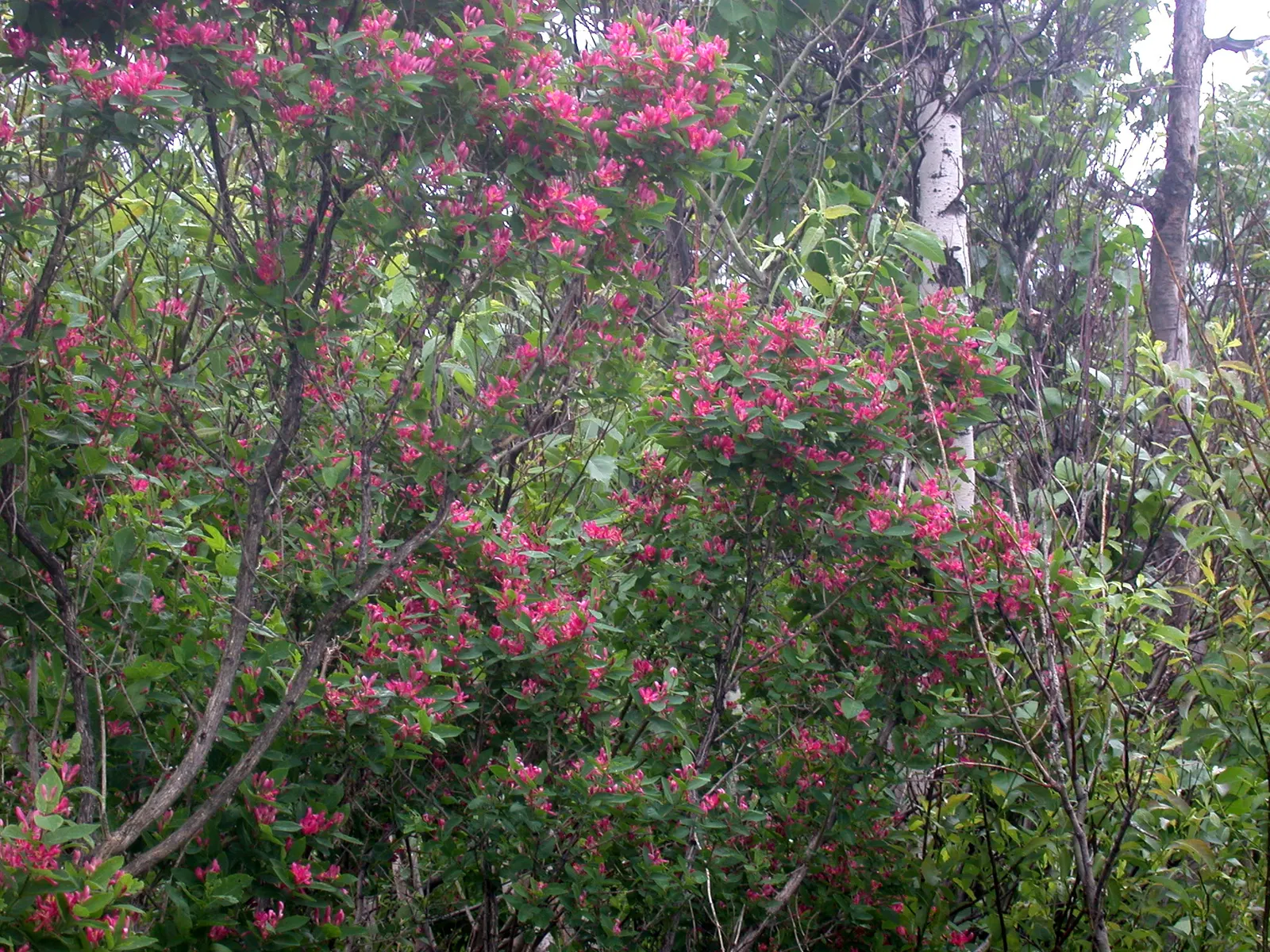 Tatarian Honeysuckle (Lonicera Tatarica) — the Tatarian Honeysuckle is drought tolerant once established and can thrive in a range of soil types, image 114